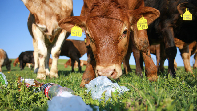Abfall auf der Weide kann für Kühe tödliche Folgen haben