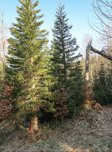 Ein fremdländisches Andenken an den Sturm Lothar im Bachwald