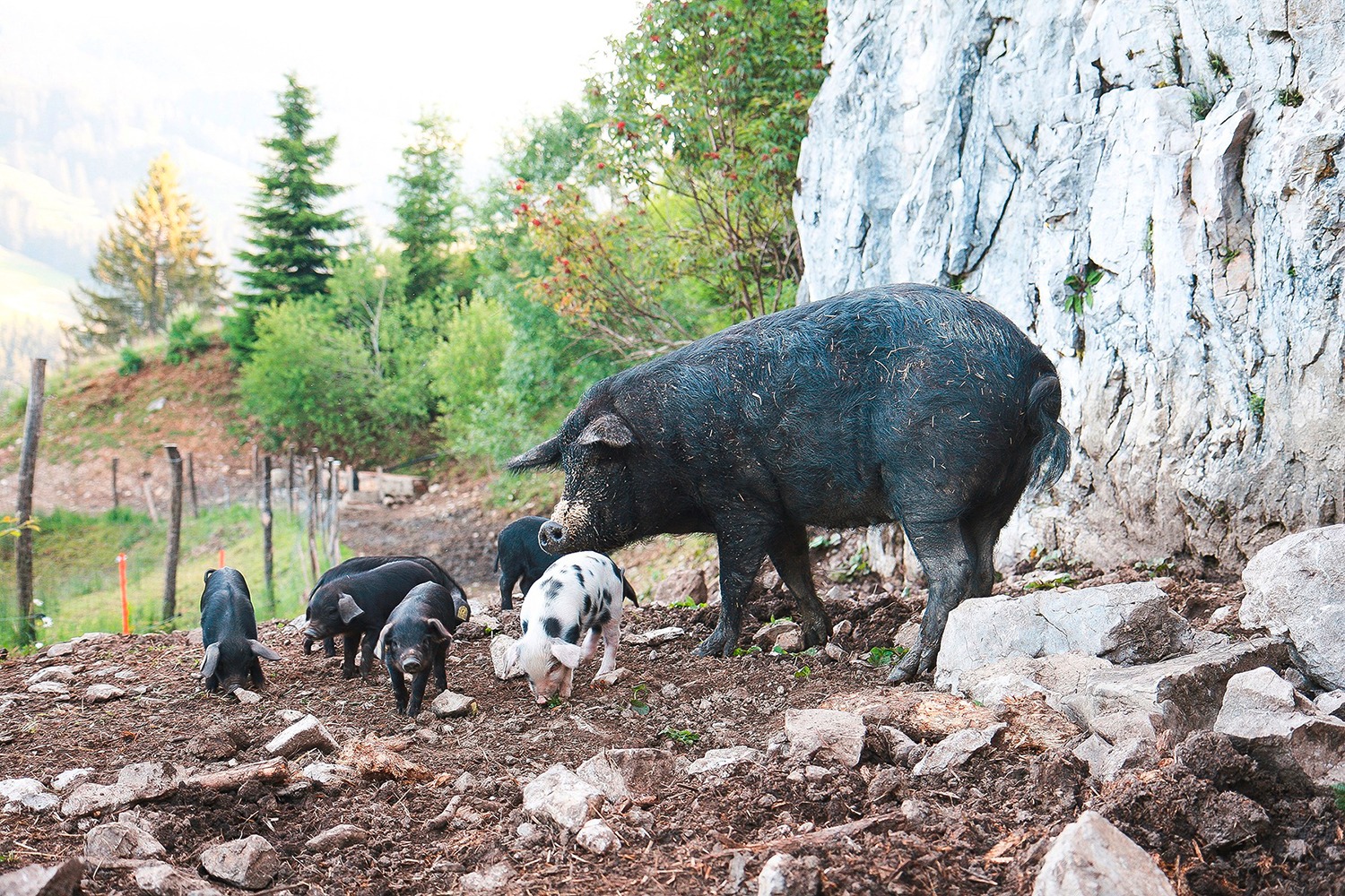 «Die Alpenschweine sind schon etwas lebhafter als normale Schweine»