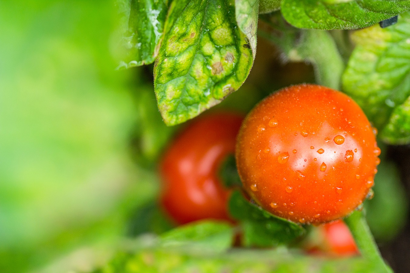 Tomaten- Paradies 