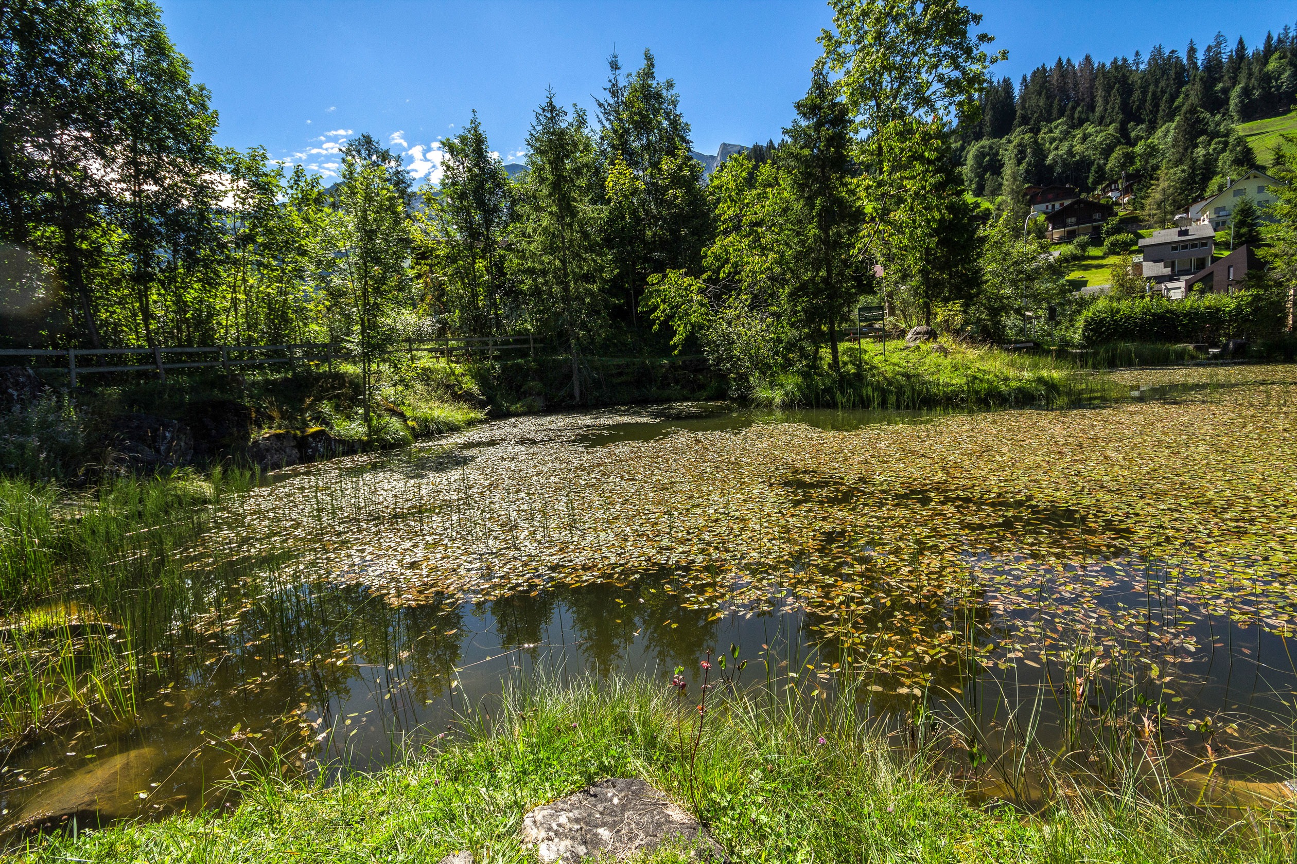 Kois und Forellen im Teich können den Amphibien zusetzen 