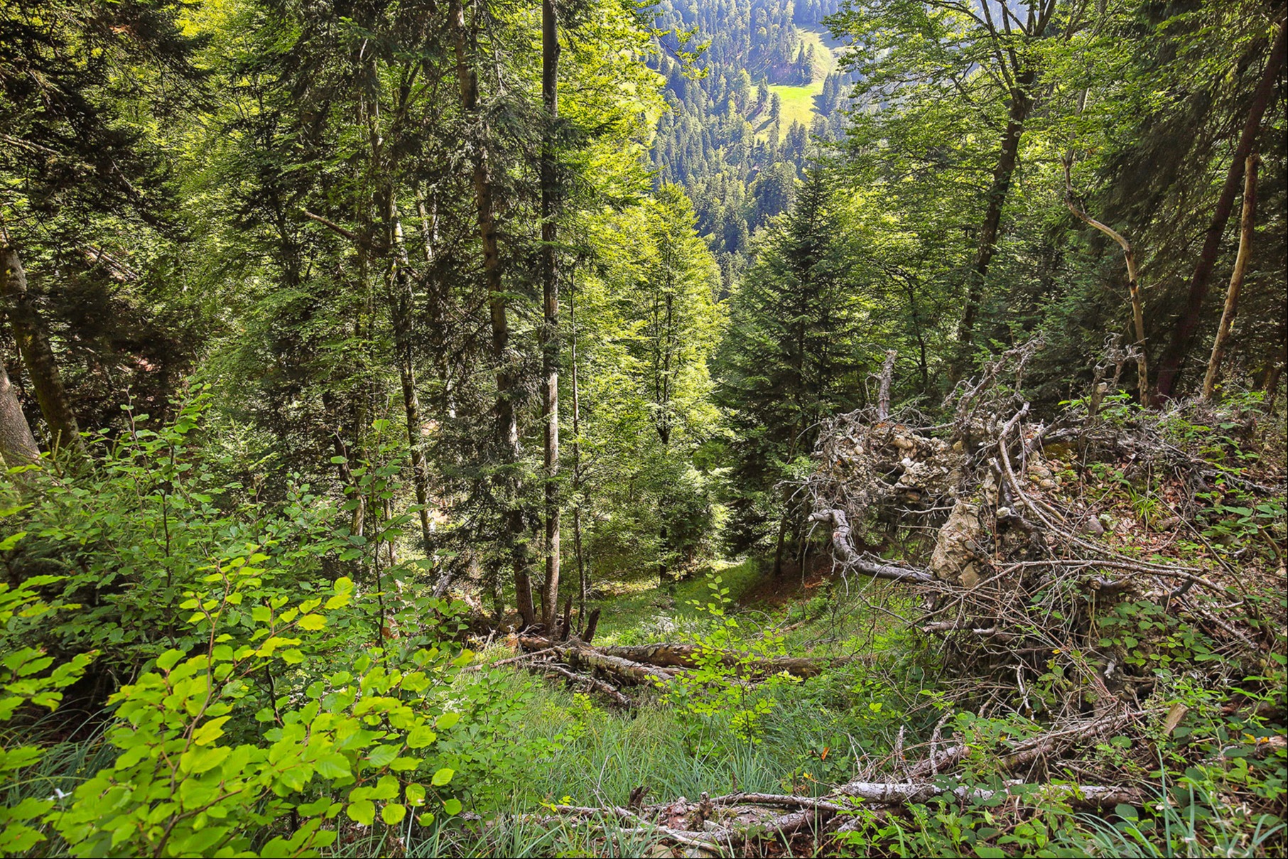 Ein Platz für alte Bäume