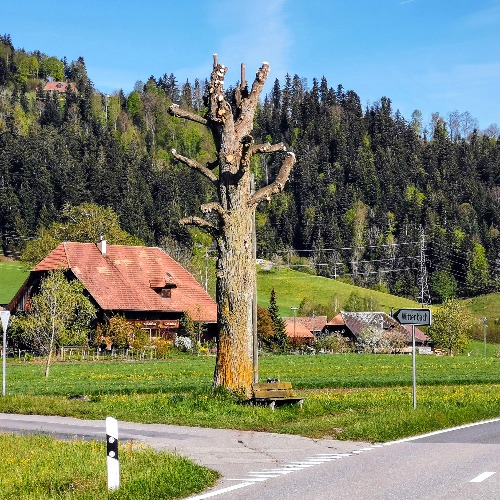 Sicherheit oder Schönheit? Ein kahler Lindenbaum sorgt für Diskussionen