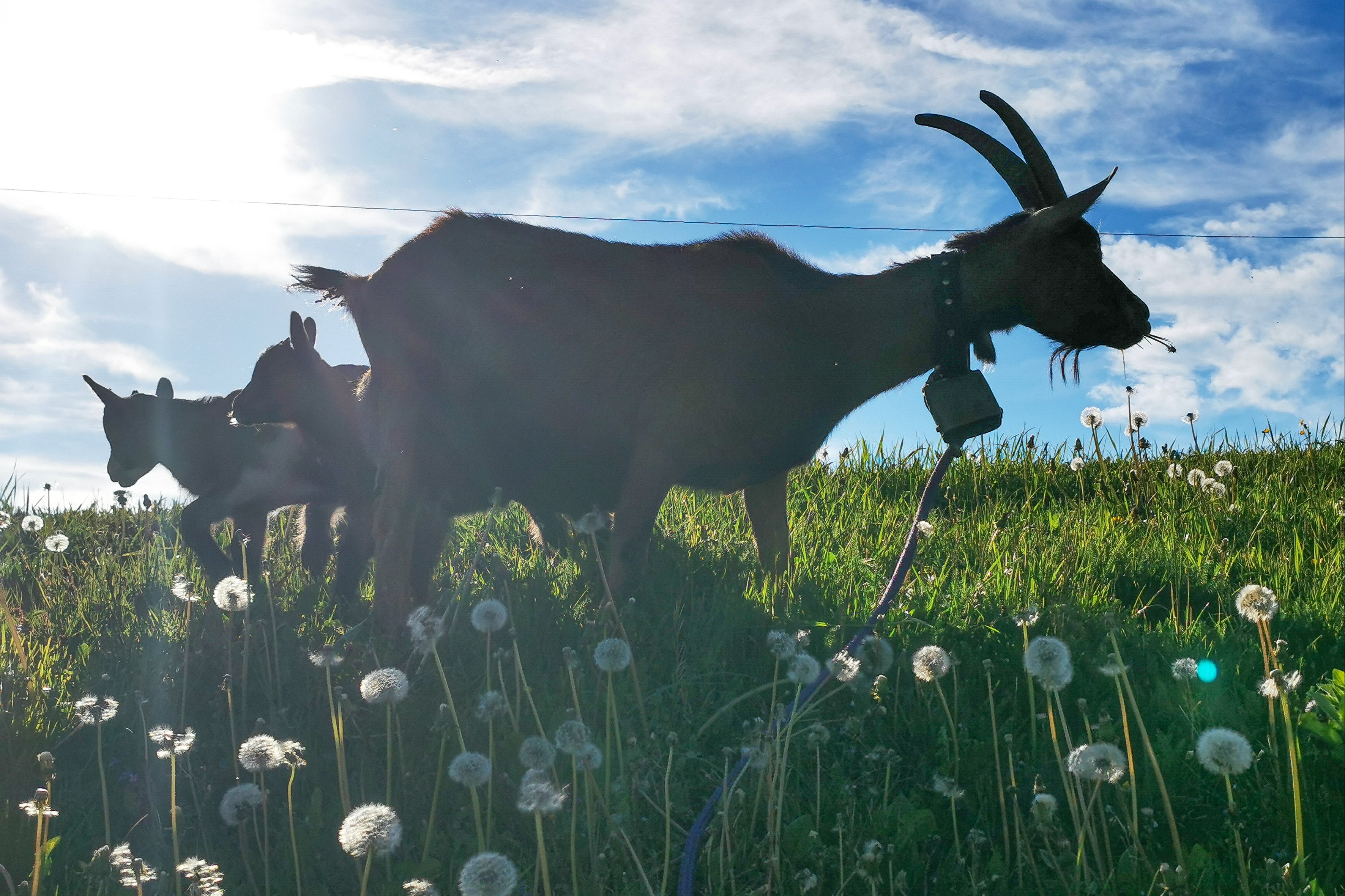 Zu wenig Milch für Bio-Ziegenkäse 