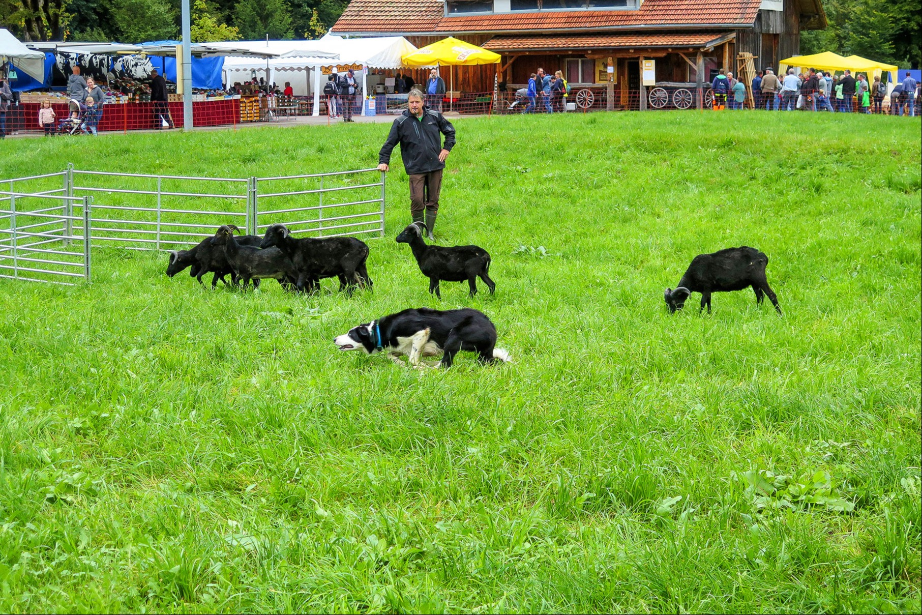Präzisionsarbeit mit Border Collies und Schafen am Markt in Flühli
