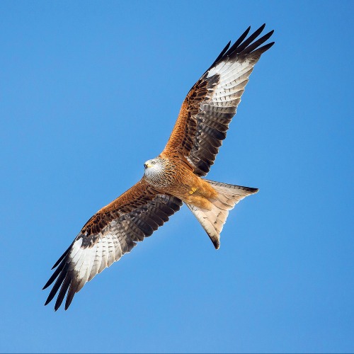 Eine Vogelart im Aufwind 