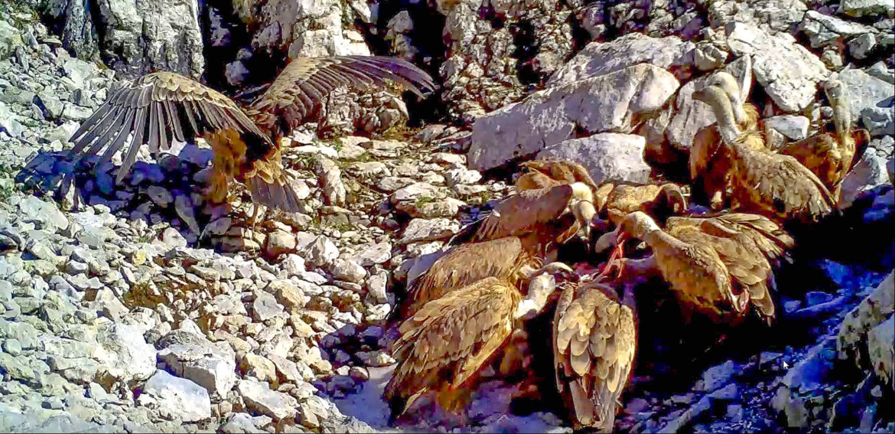 Imposante Geier entsorgen Aas – blitzschnell