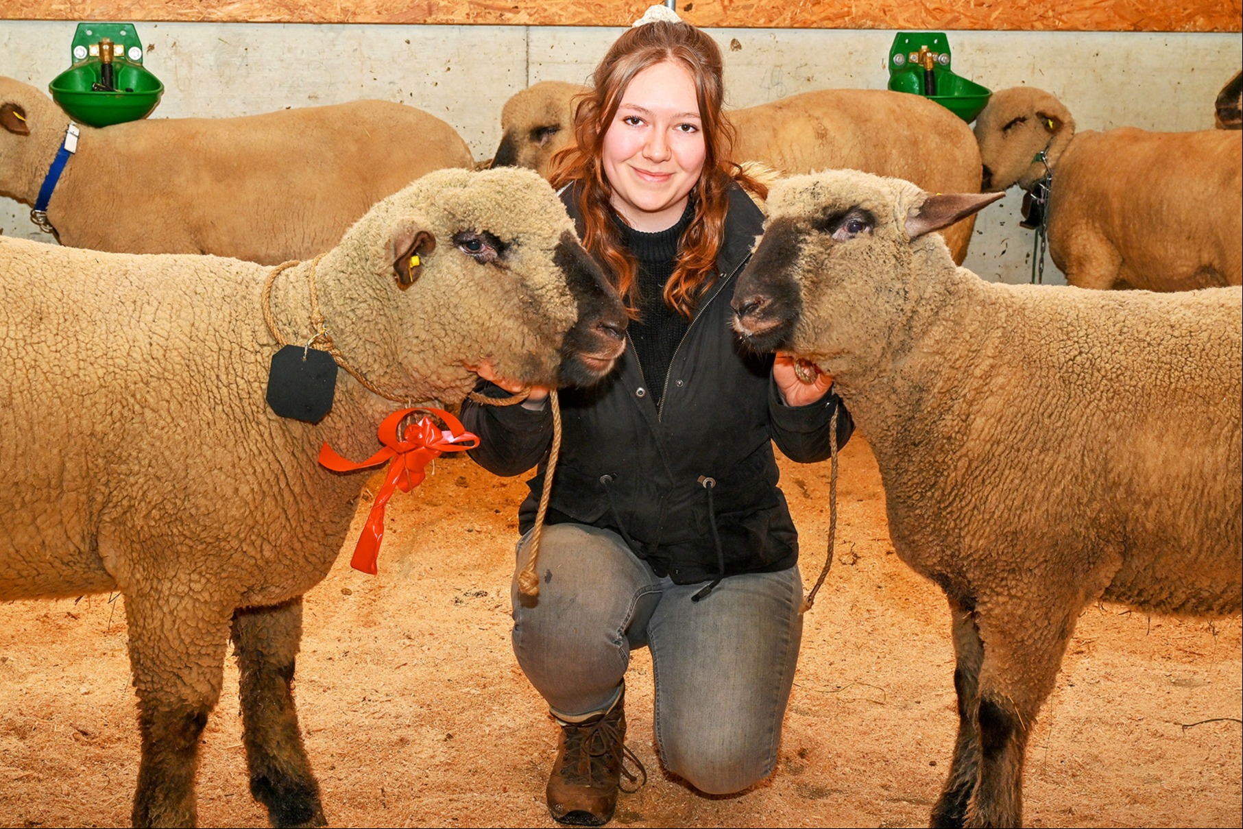 Als «Sie und Er» zeigen sich  die Schafe von der besten Seite