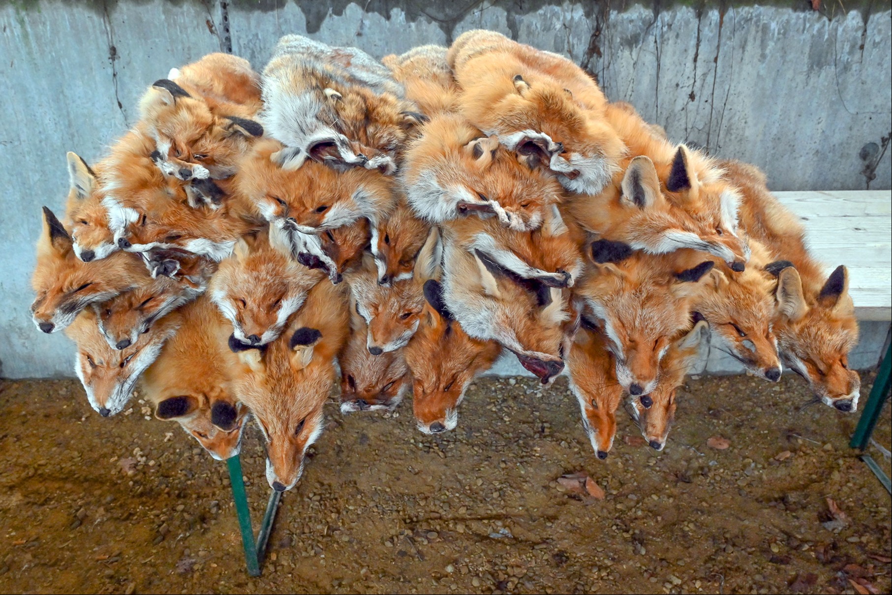Fuchs-, Dachs- und Marderfelle – fast zum Nulltarif zu haben