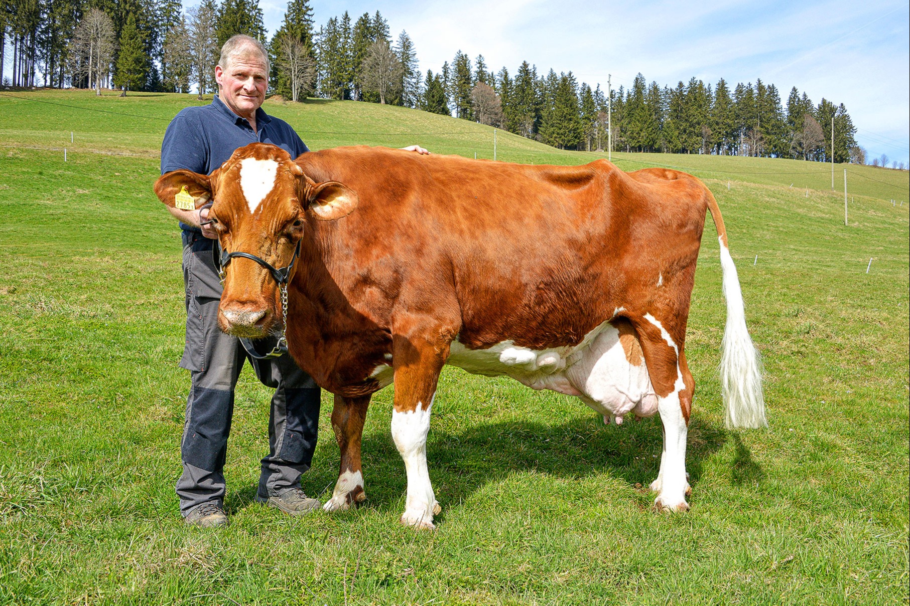 Vertrautes Team: Hans Bürki und die alte Kuh