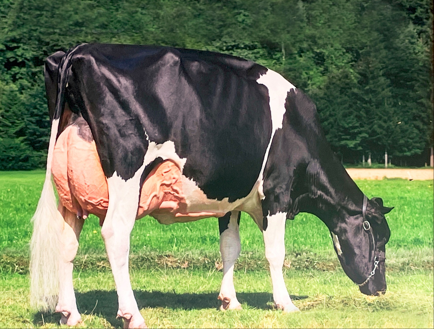 Ausgezeichnete Holstein Kühe