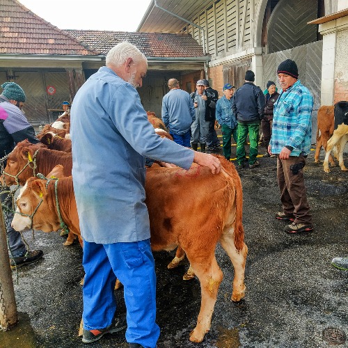 Einst wurden 270 Kälber verkauft