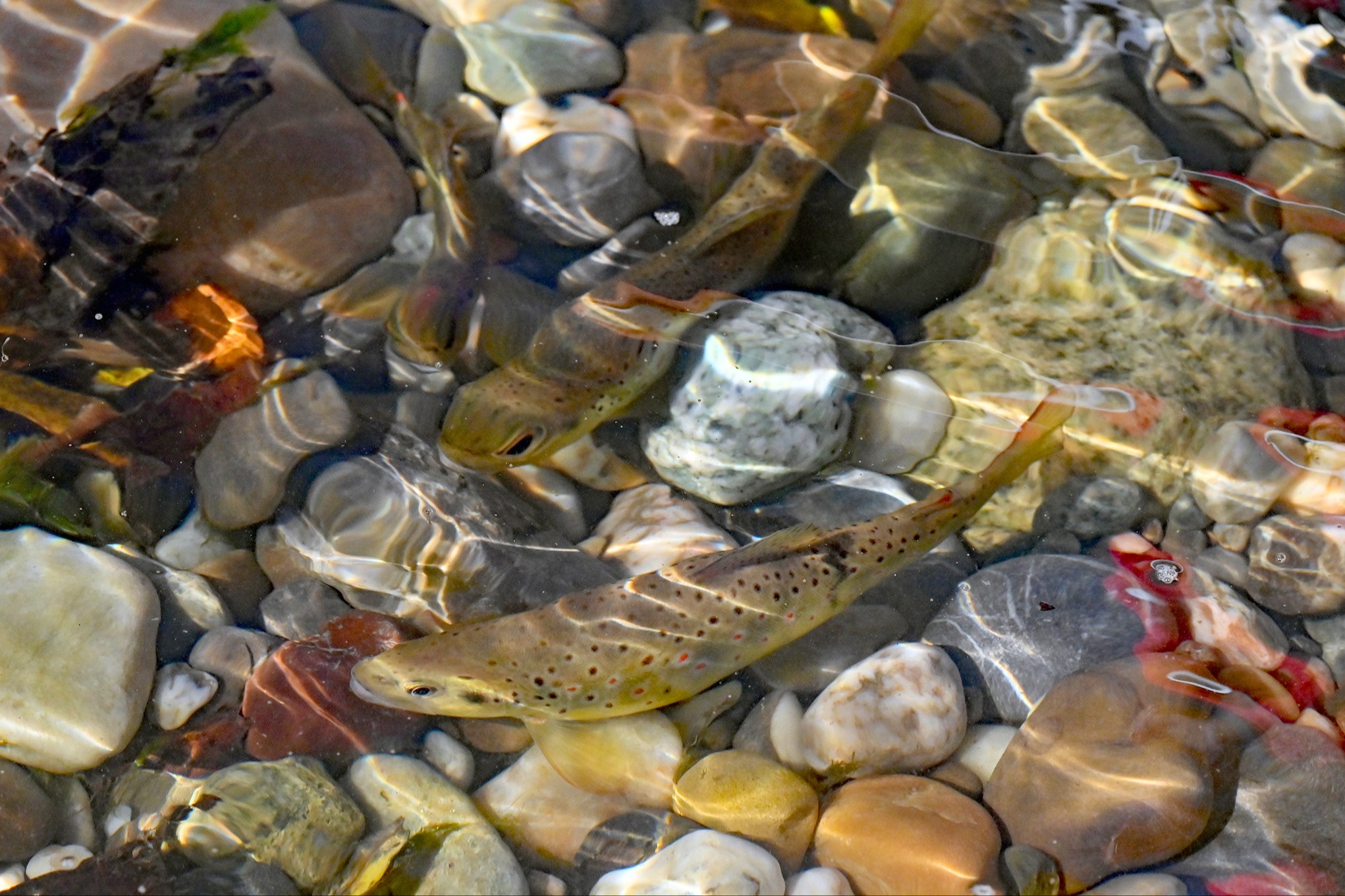 Damit Fische besser wandern können