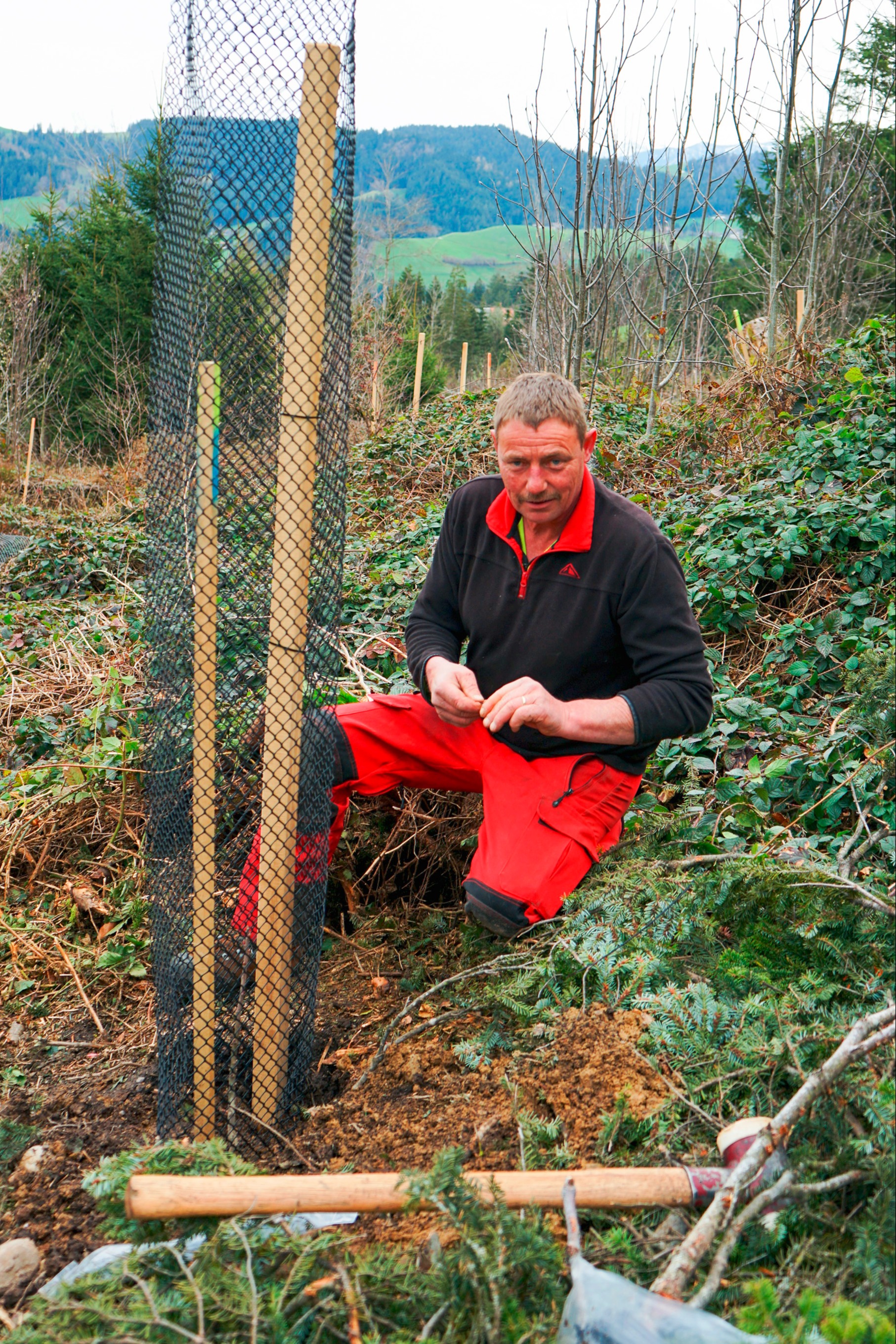 Hier soll die nächste Generation Wald heranwachsen