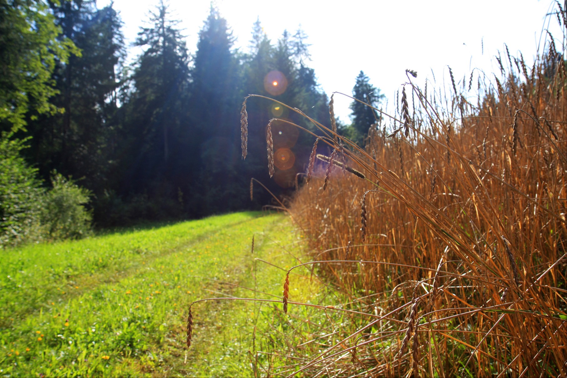 Welchen Weg will das Volk bei der Biodiversität einschlagen?