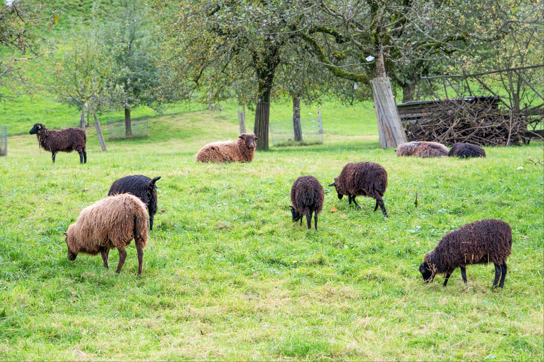 Die Blauzungenkrankheit ist mit neuen Varianten im Vormarsch