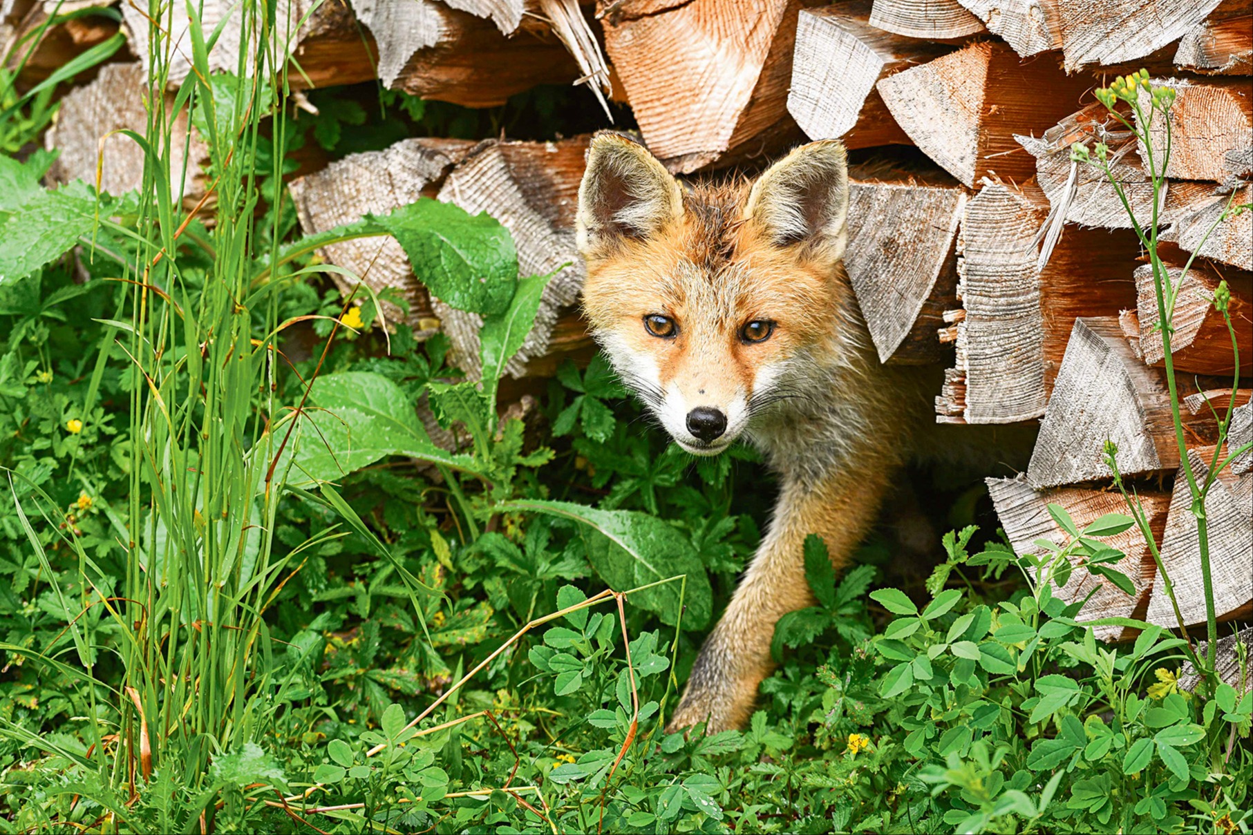 Auge in Auge mit Fuchs und Co.