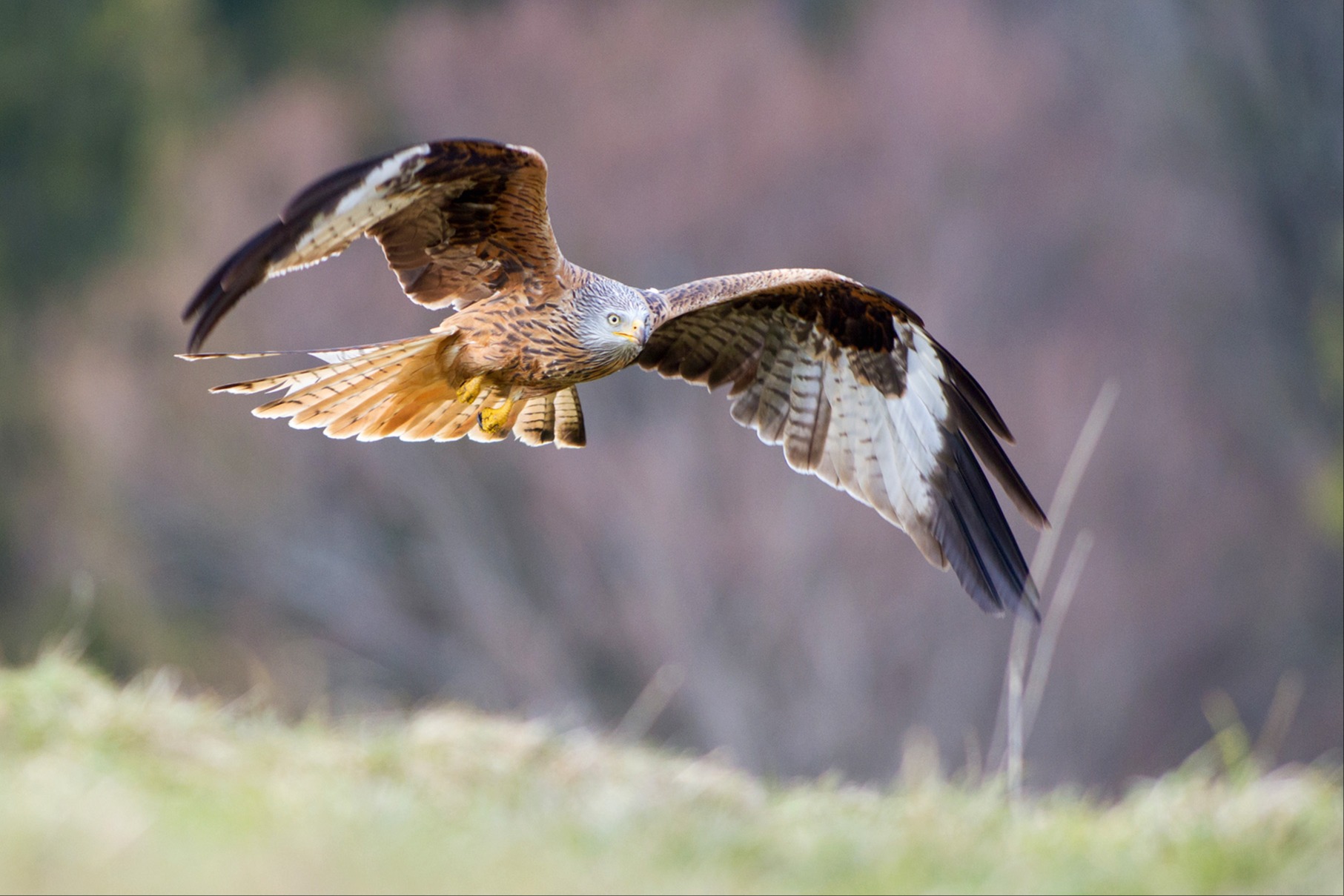 Der Rotmilan - der Greifvogel befindet sich bei uns im Aufwind