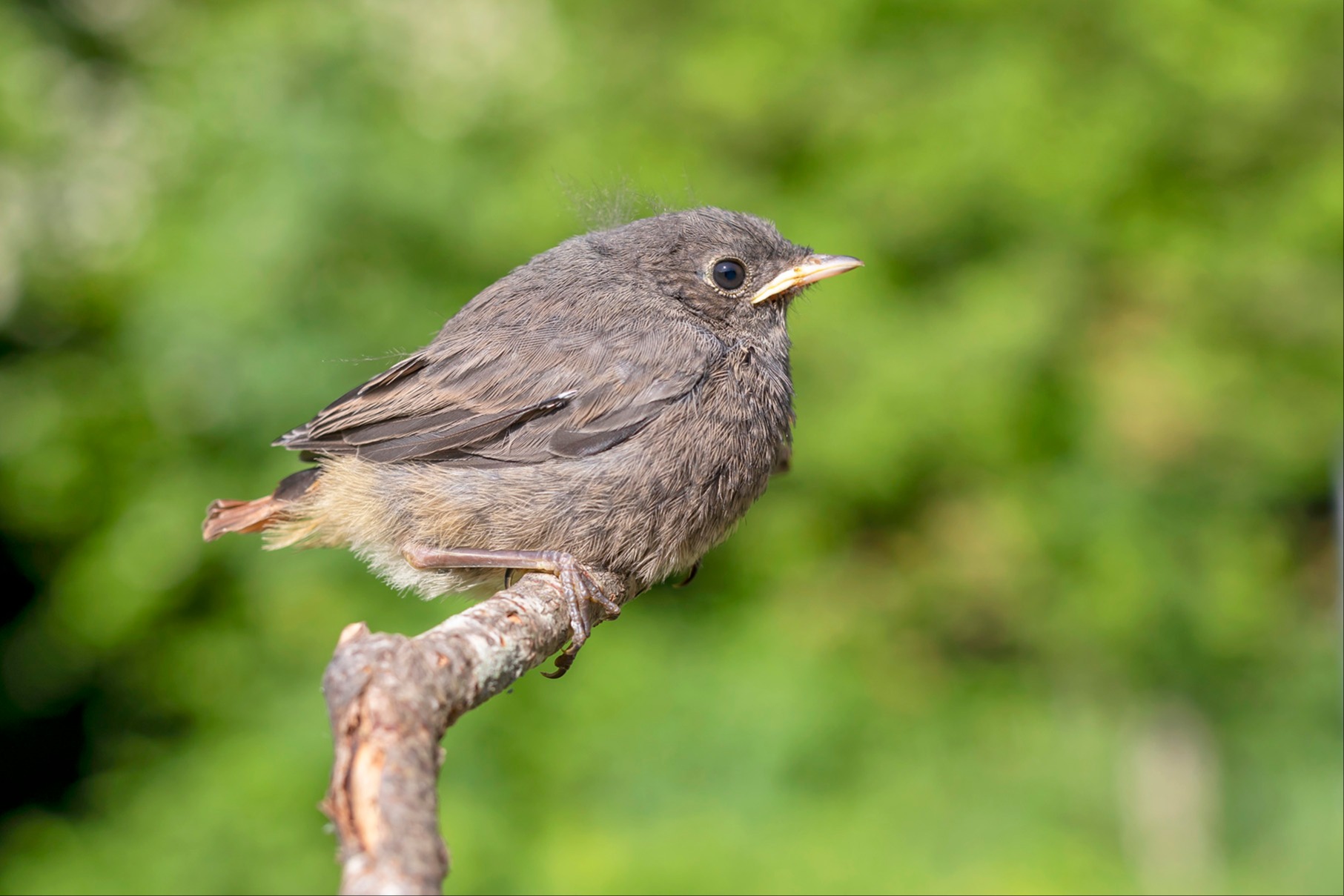 Vögel nicht mitnehmen
