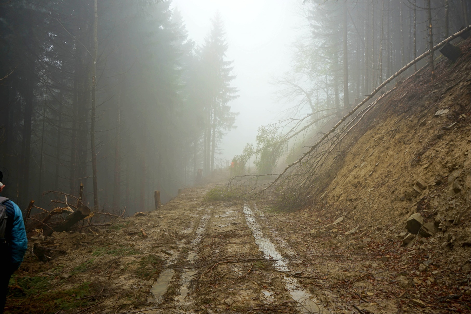 Schweizer Holz soll mehr genutzt werden
