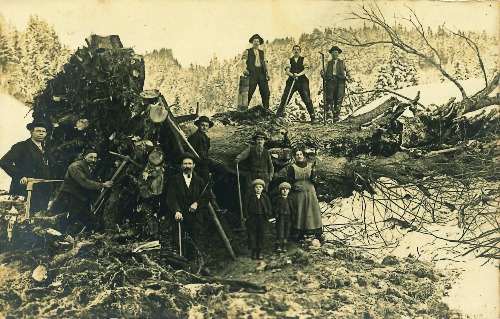 Eine alte Linde
