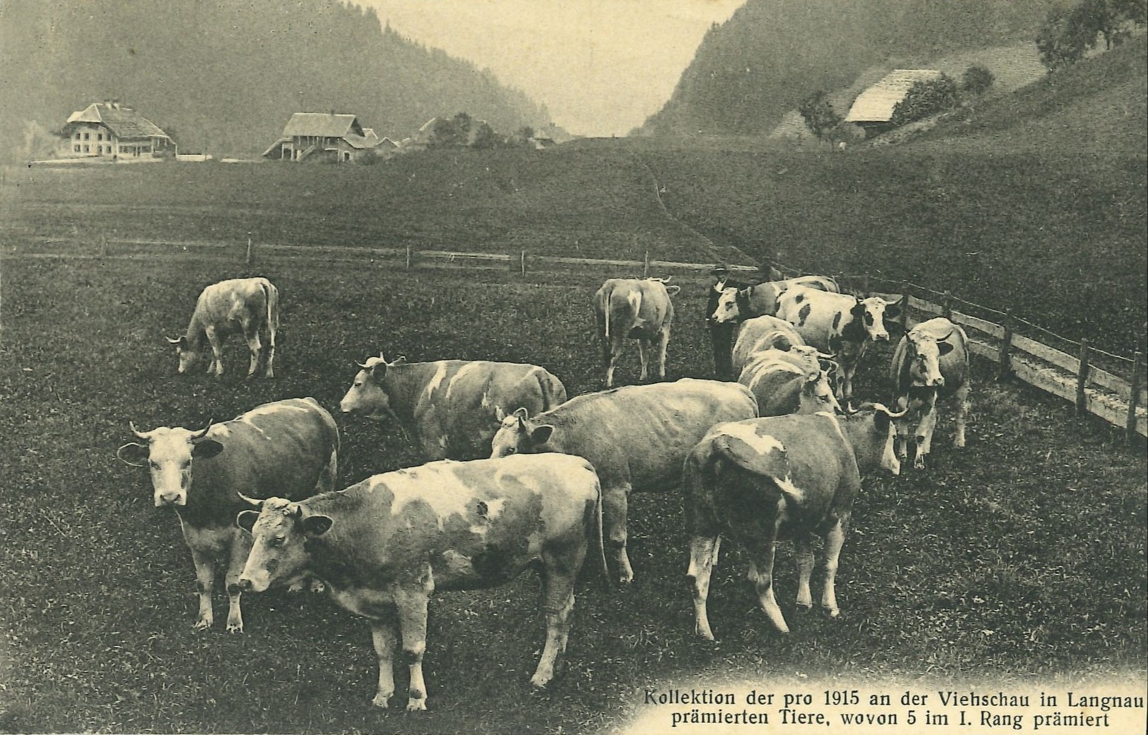 Die schönsten Kühe