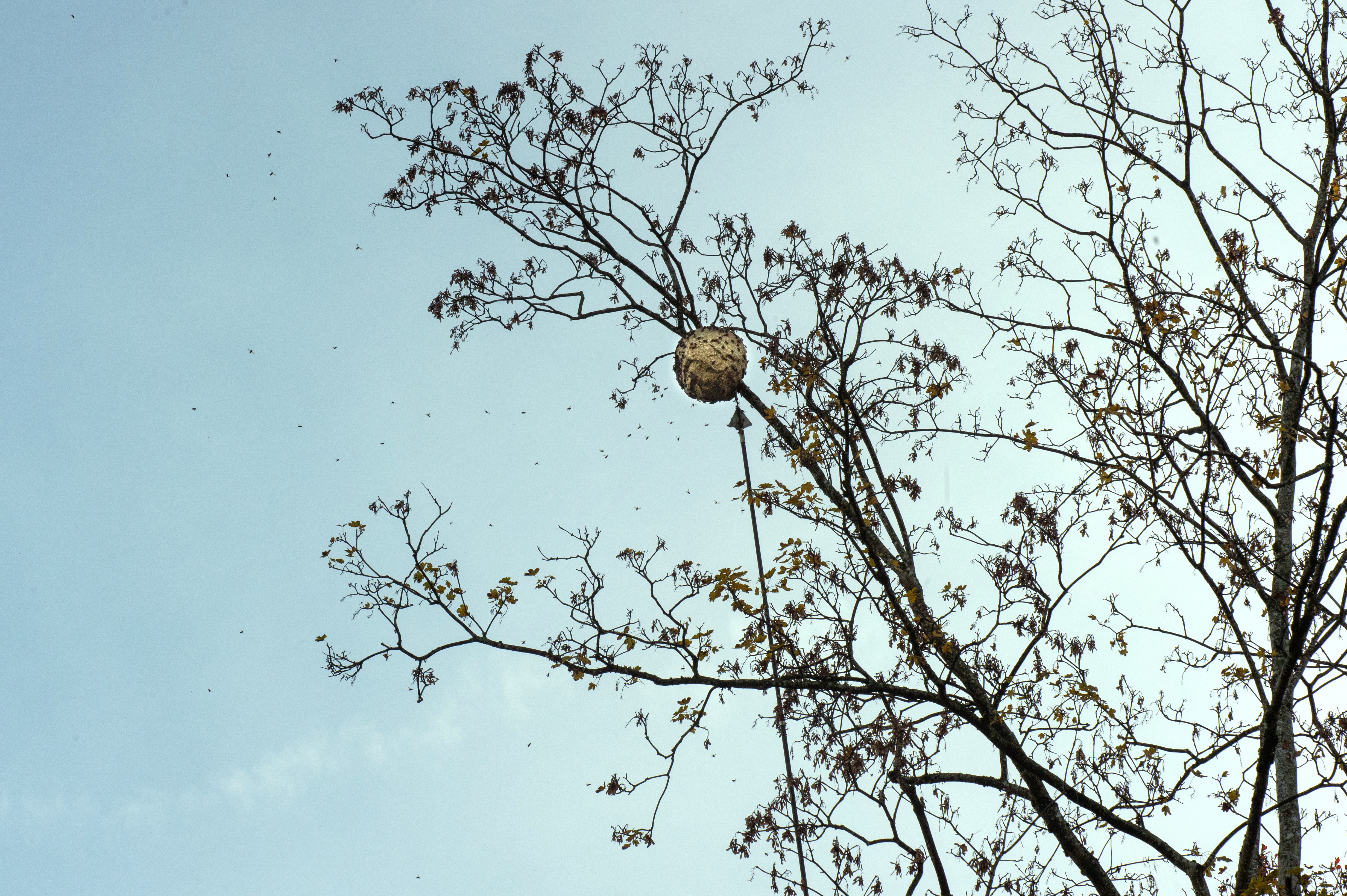 Nester der asiatischen Hornisse entfernt 