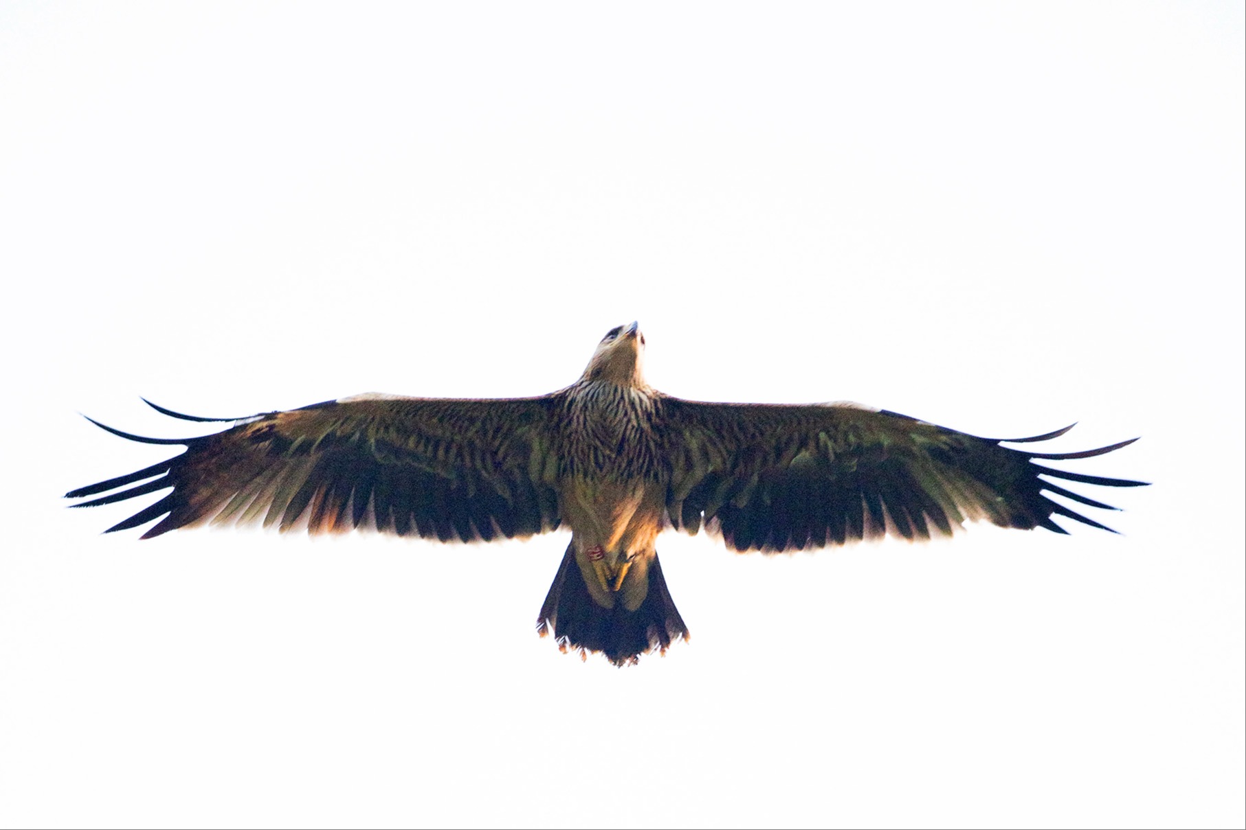 Imposanter und seltener Gast