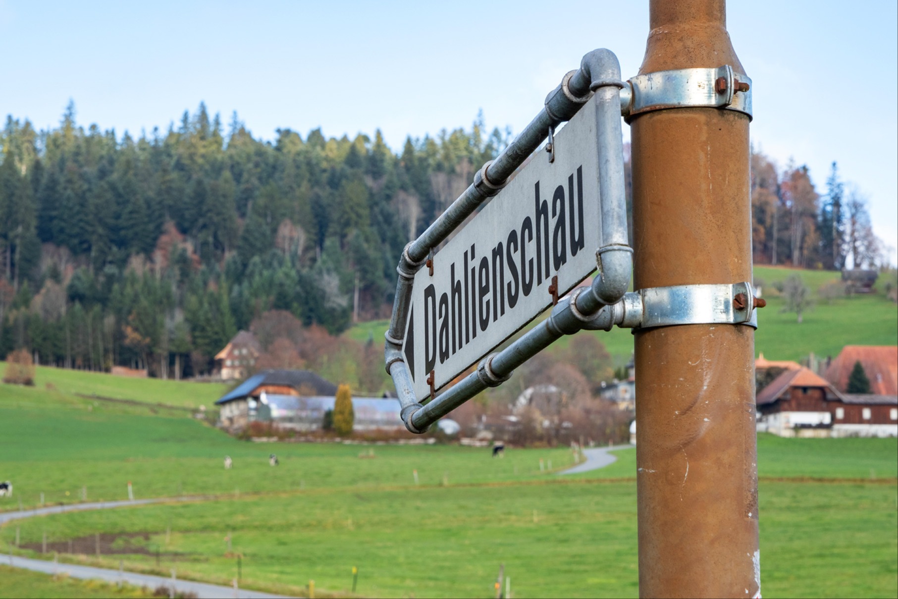 Die Dahlien der Gärtnerei Waldhaus erblühen auch nächstes Jahr wieder