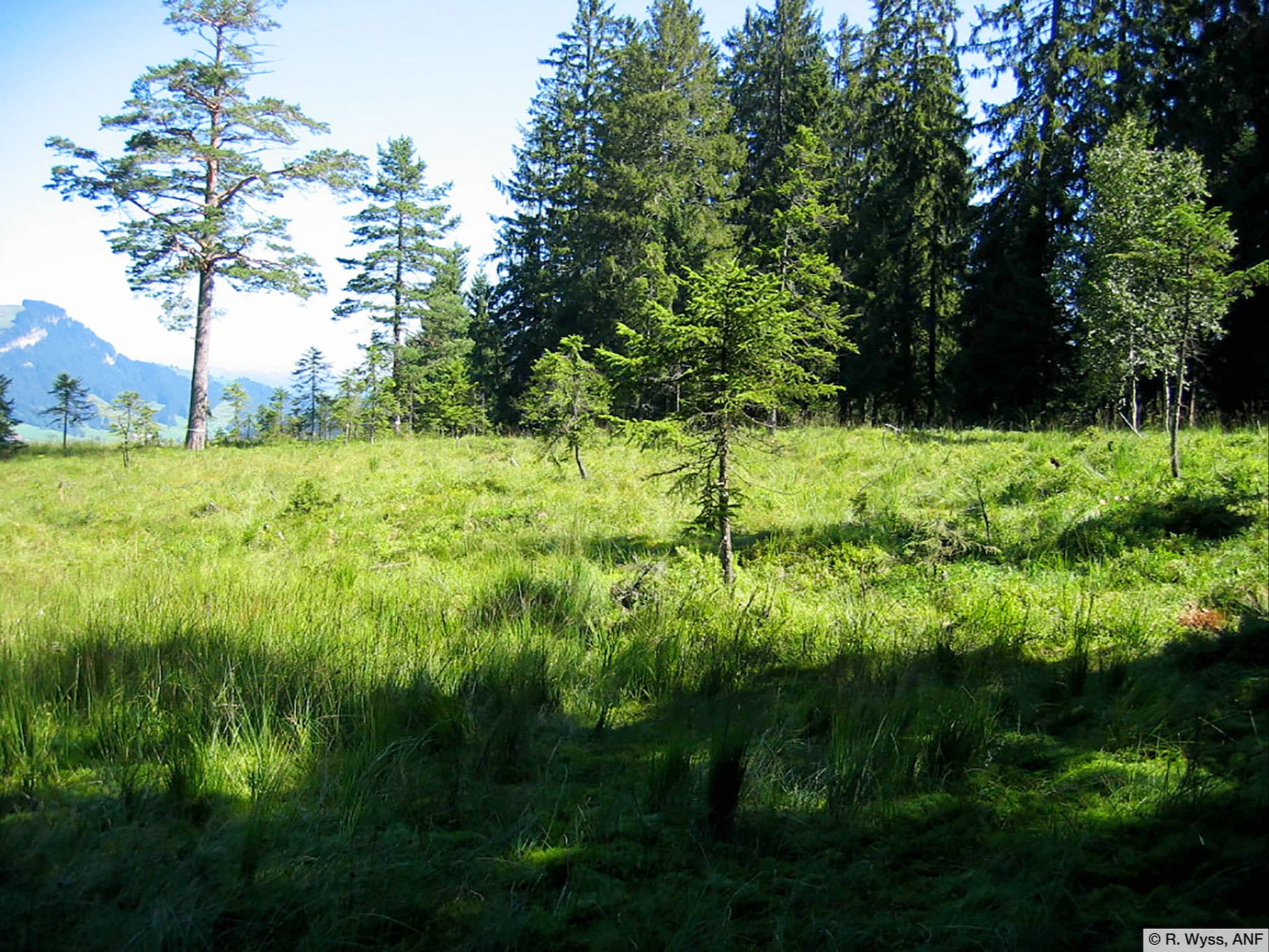 Naturschutzgebiet wird grösser, um das Moor besser zu schützen