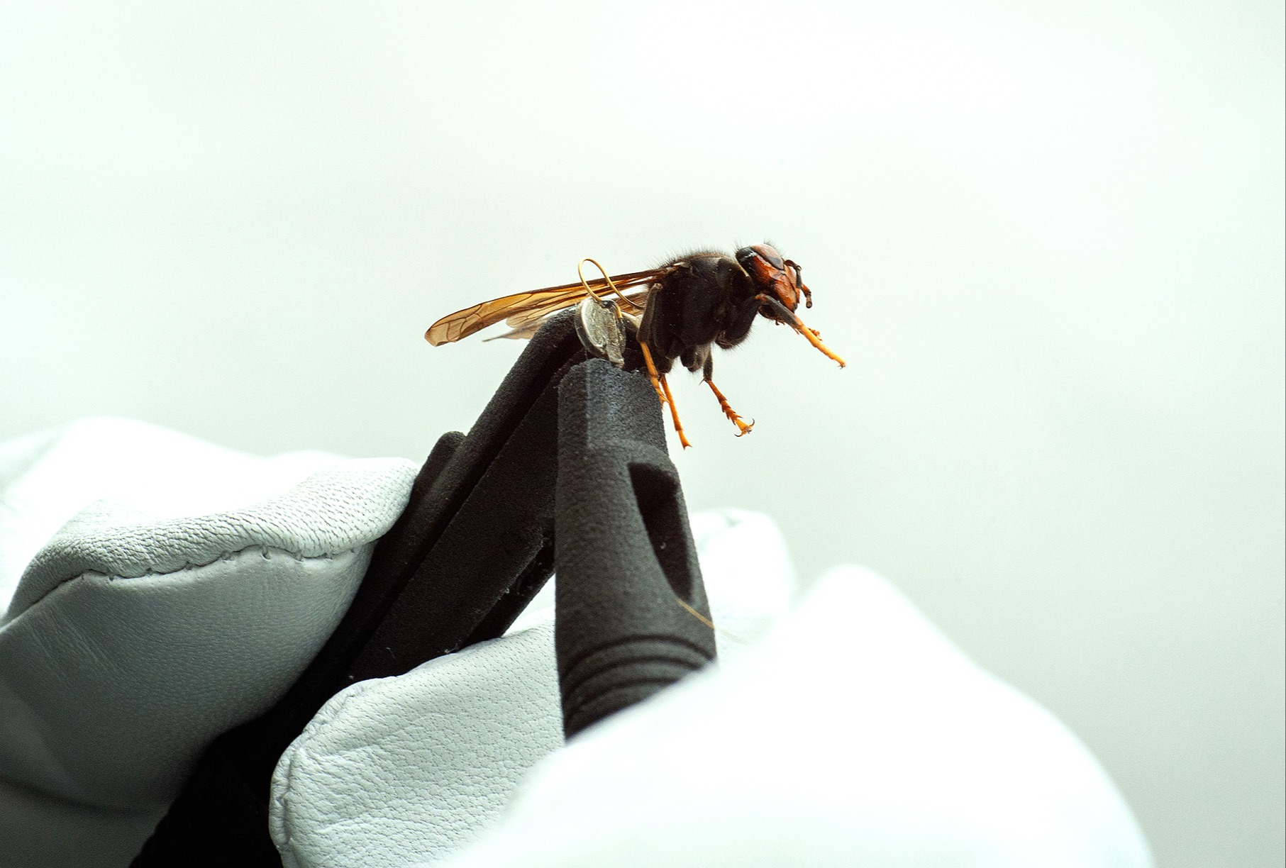 Aufwändige Suche nach den Nestern