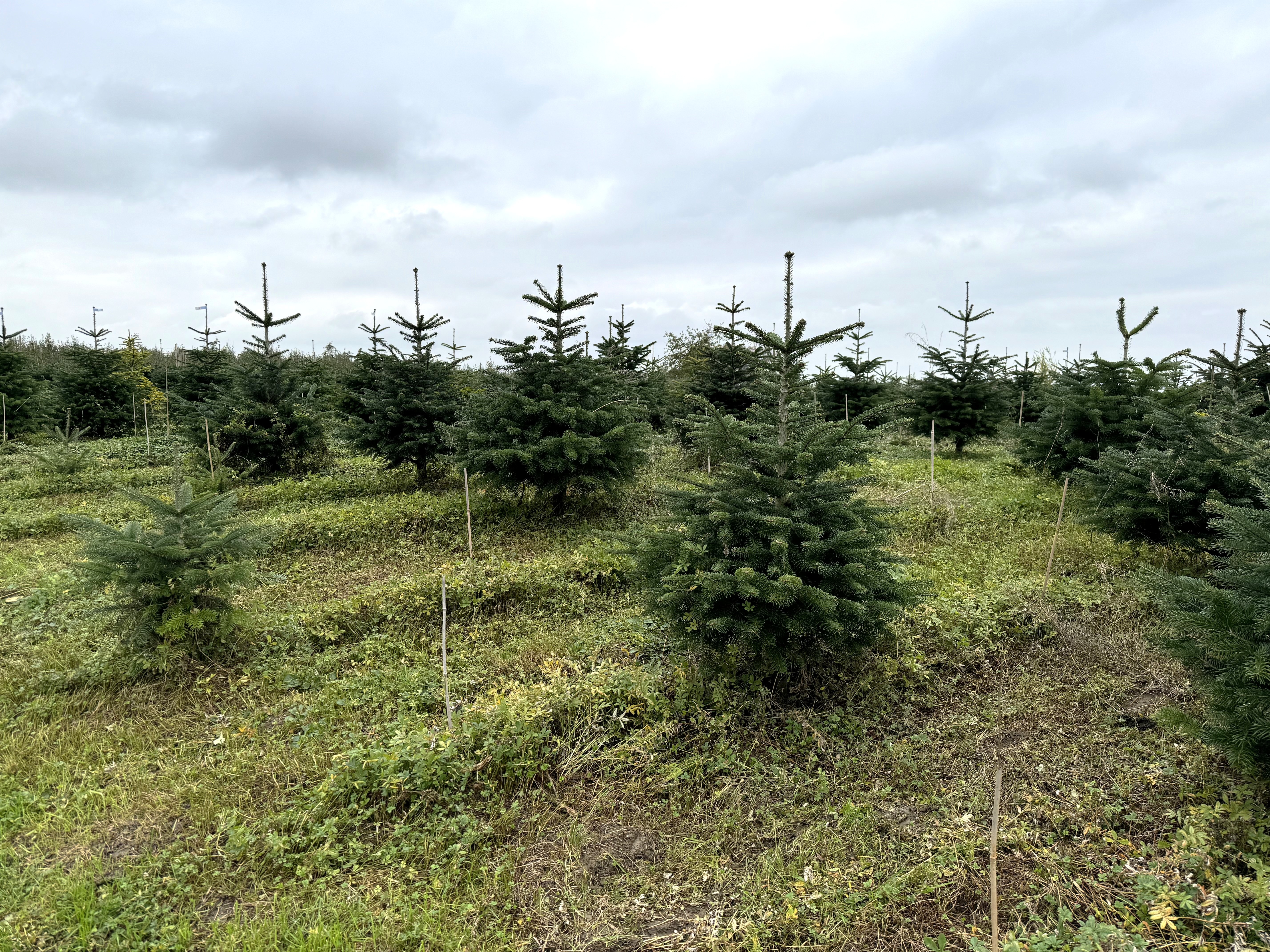 Schweizer Christbäume 