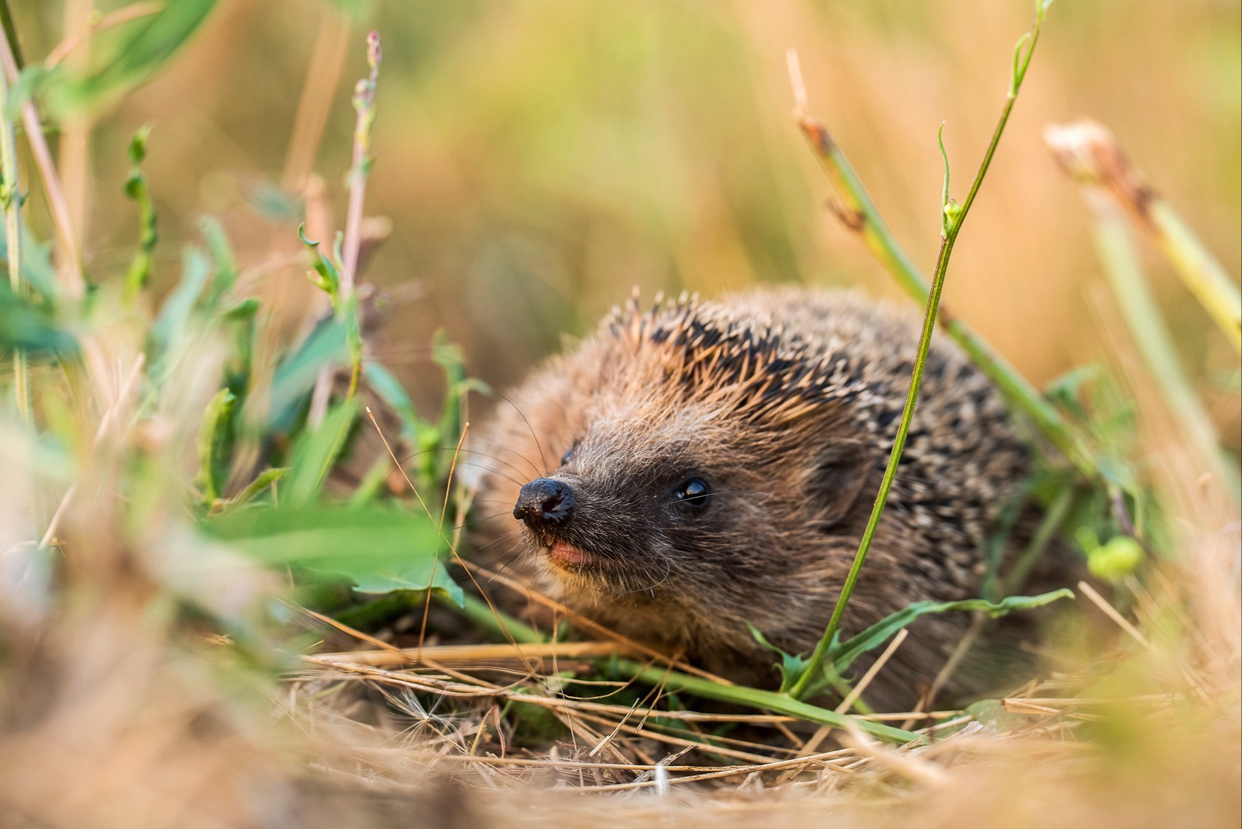 Igel ist Tier des Jahres