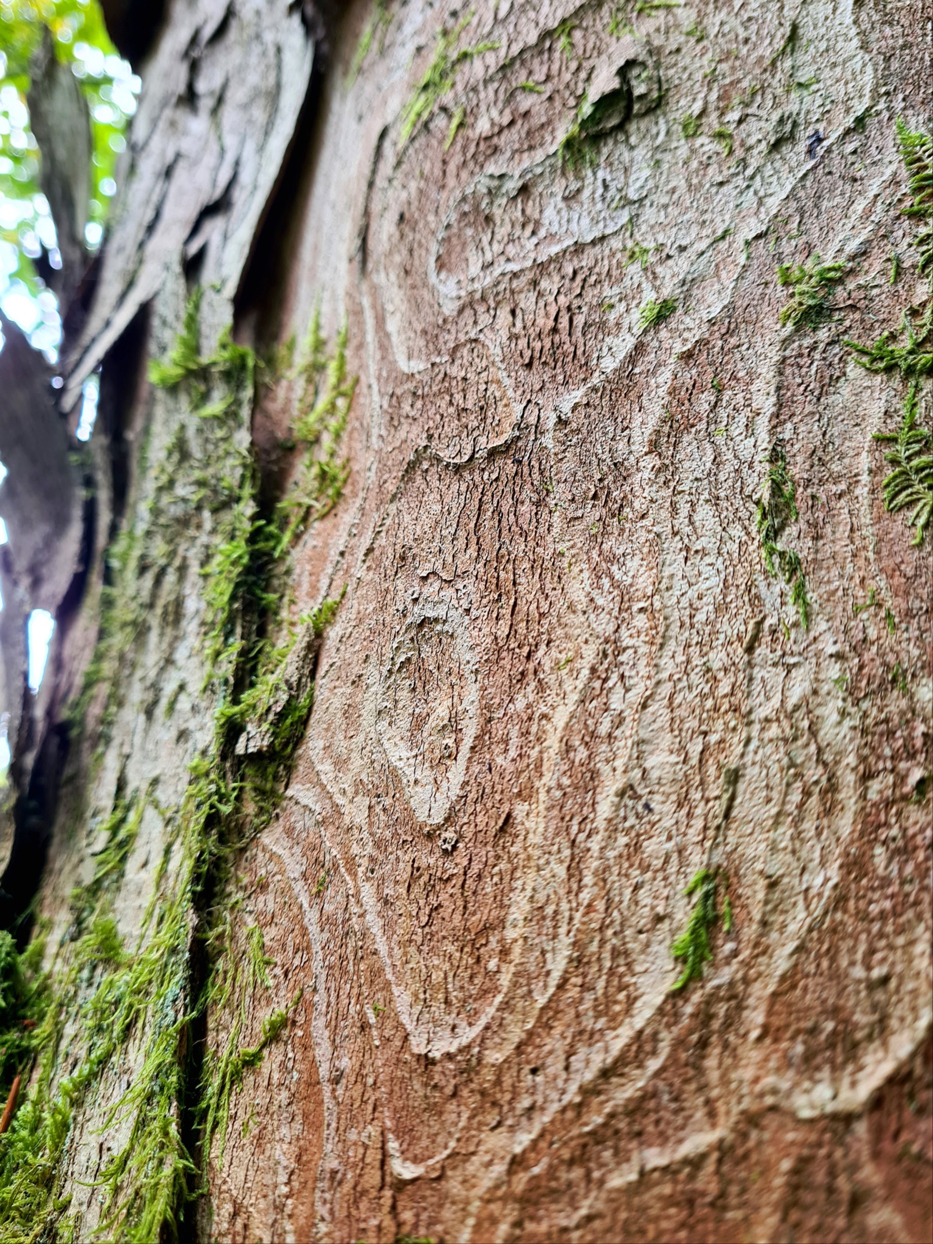 Besondere Bäume können nun geschützt werden