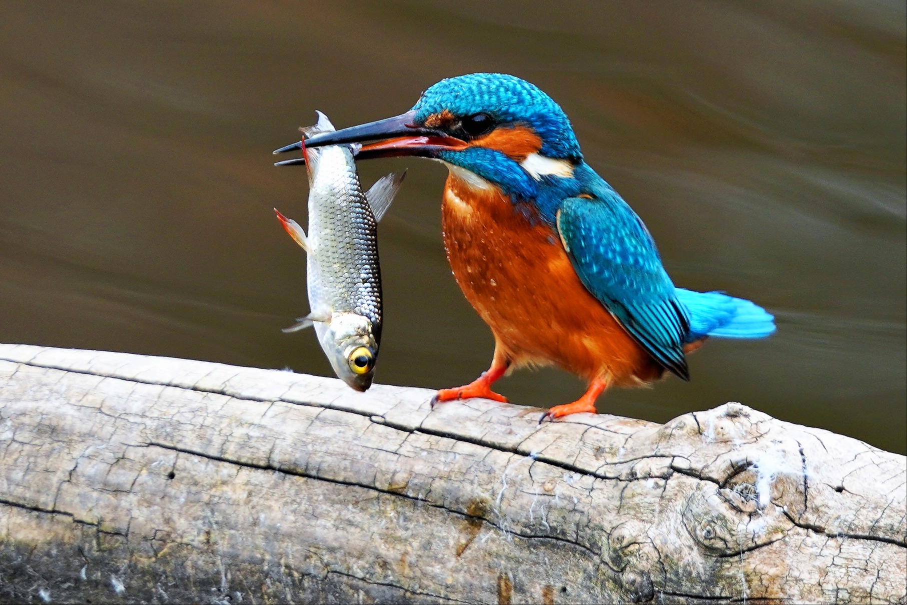 Geschickt und farbenfroh