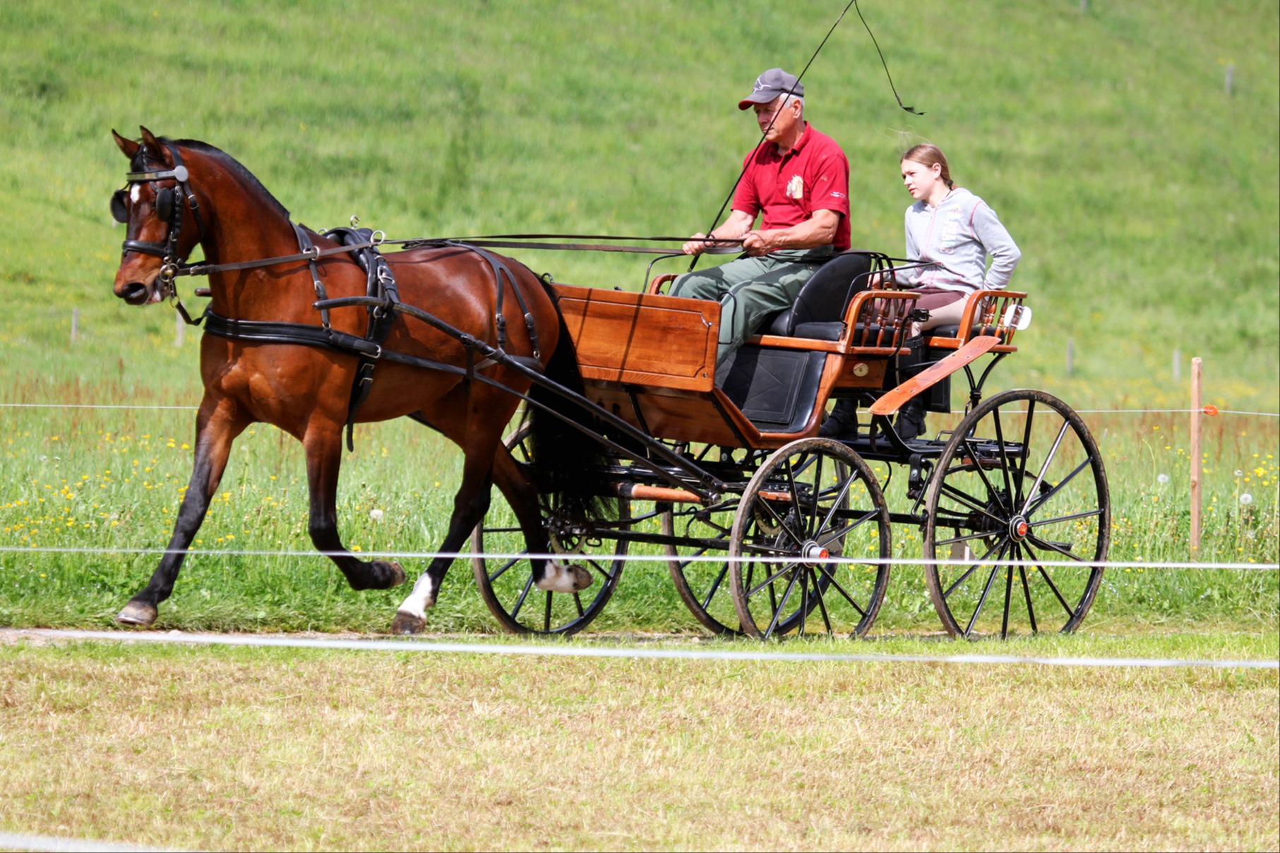 Ein Händchen für Freiberger Pferde