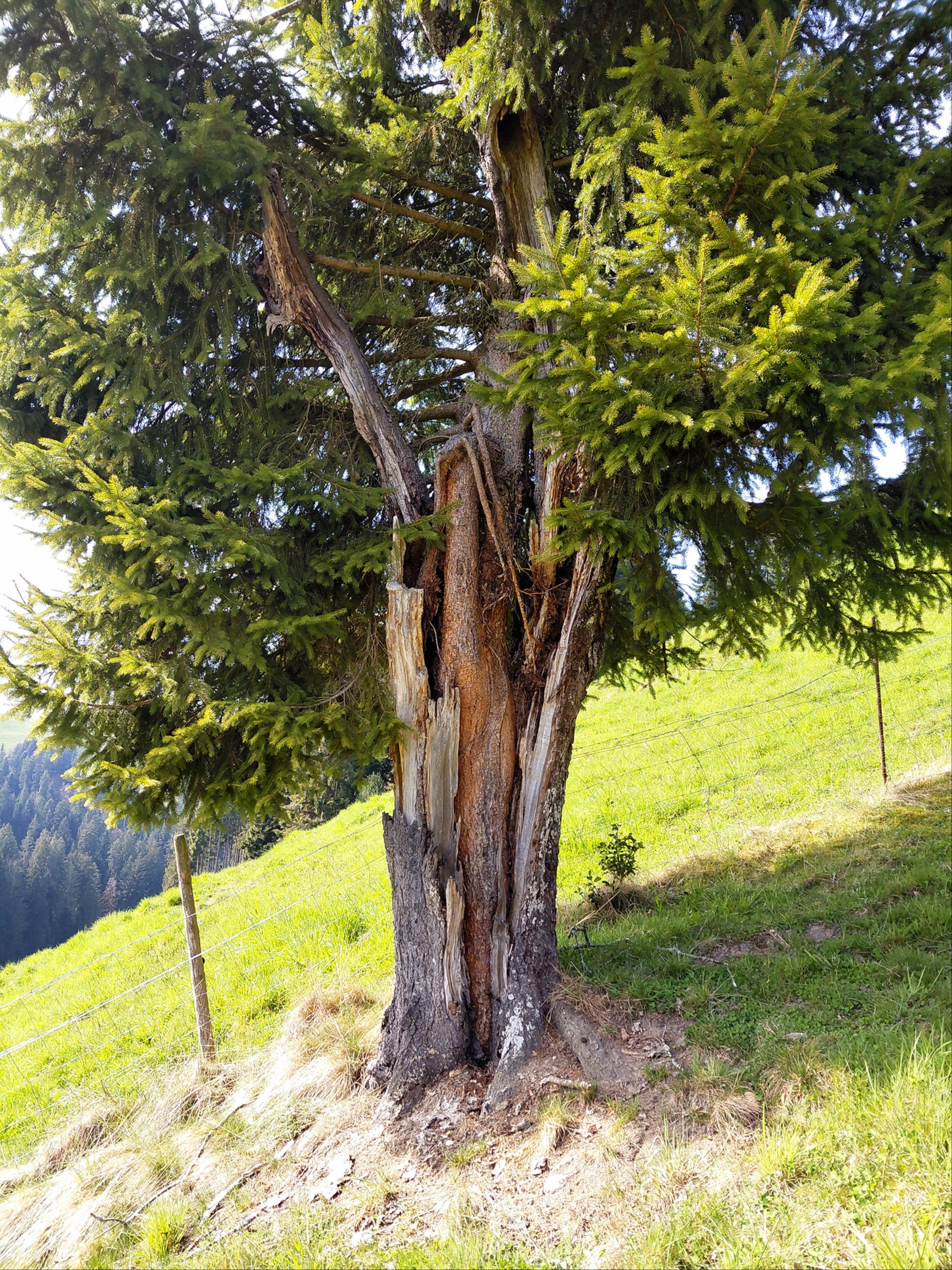 Neuer in einem alten Baum