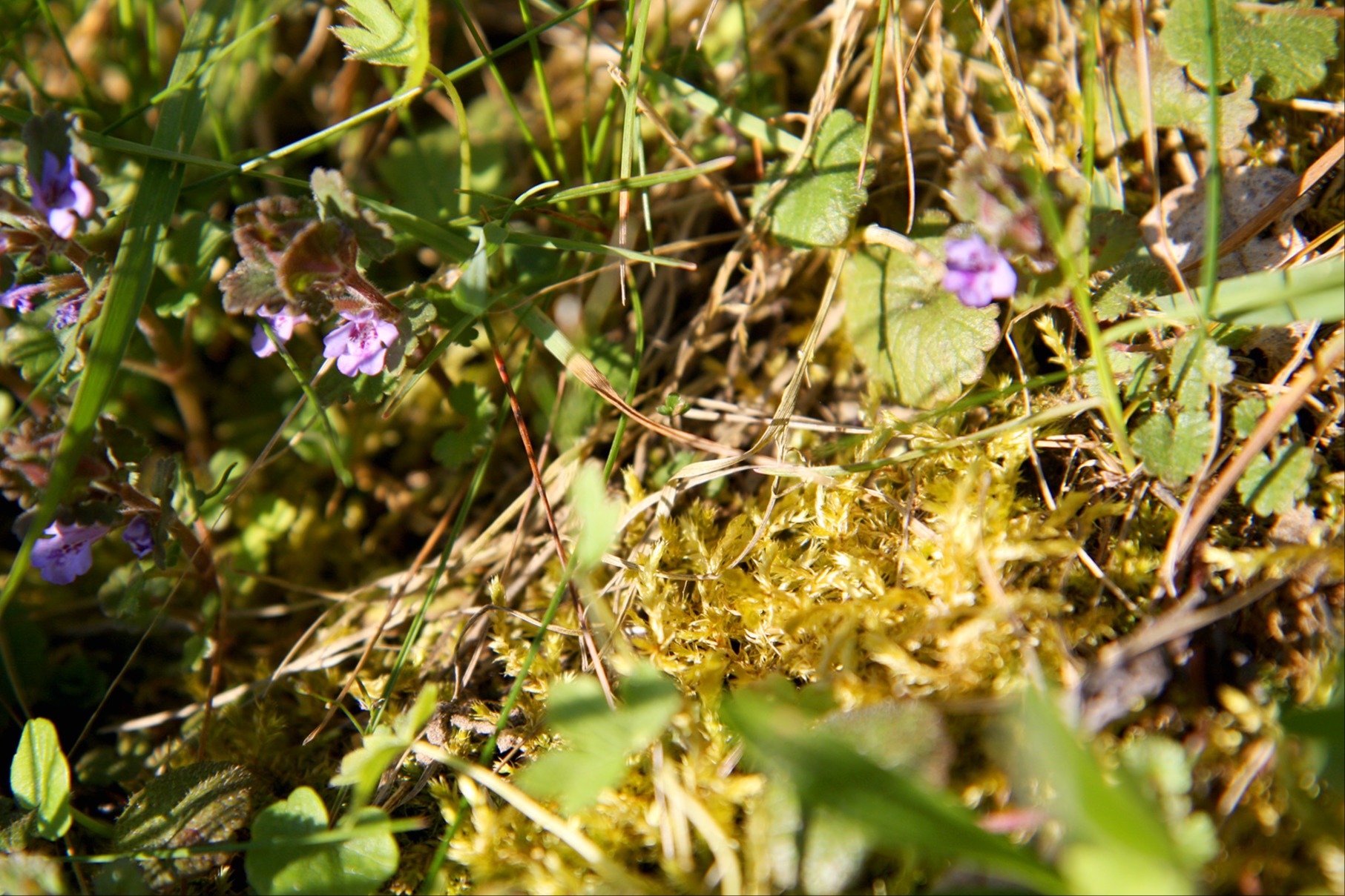 Sie sind dem Moos in Wiesen auf der Spur