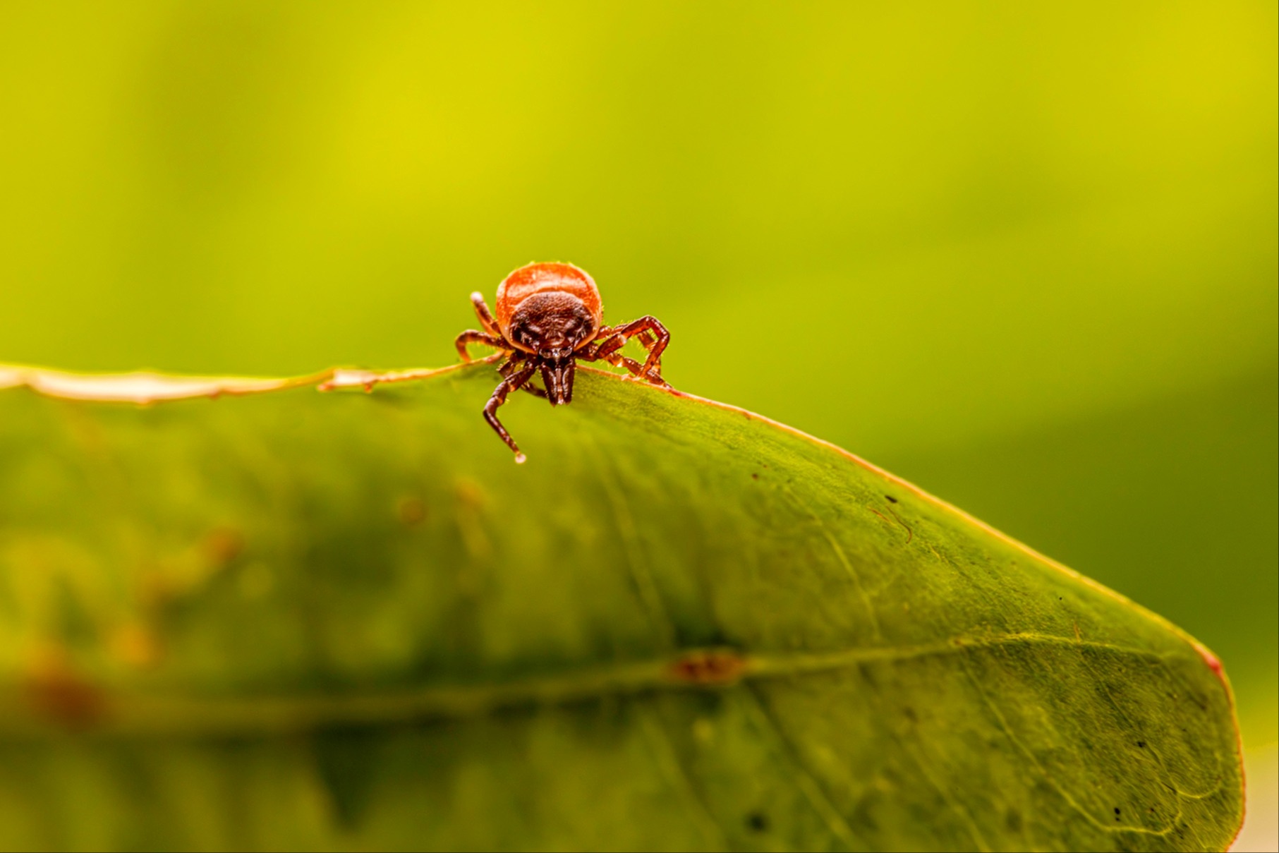 Zeckenmeldungen nehmen seit Jahren zu