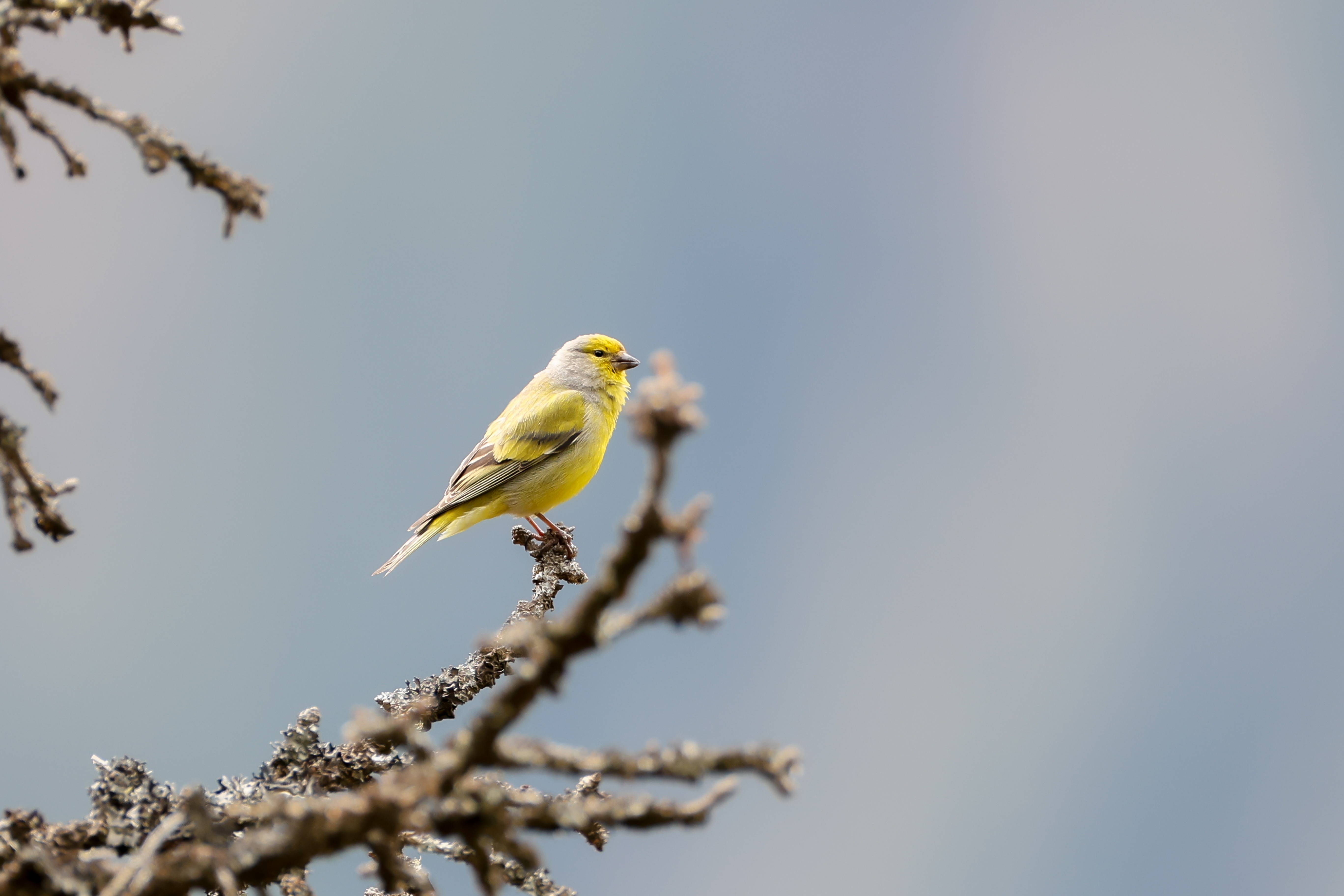 Welche Art wird Parkvogel? 