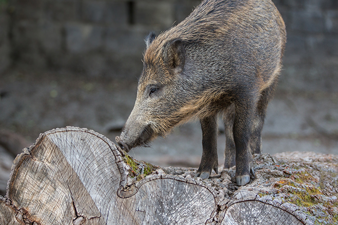 Wildschweine besuchen das Emmental – bleiben sie als Dauergäste hier?