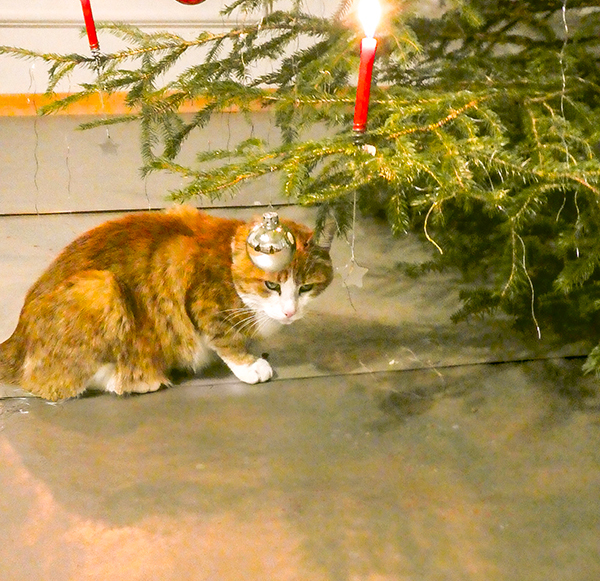 Die Katze unter dem Weihnachtsbaum