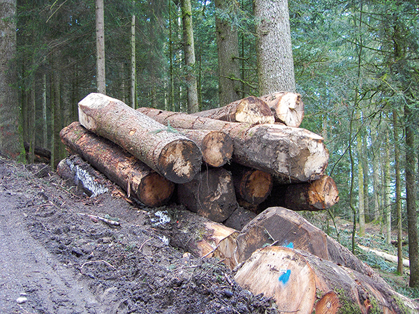 Waud, Houz, Forst – drü stämmegi Wörter