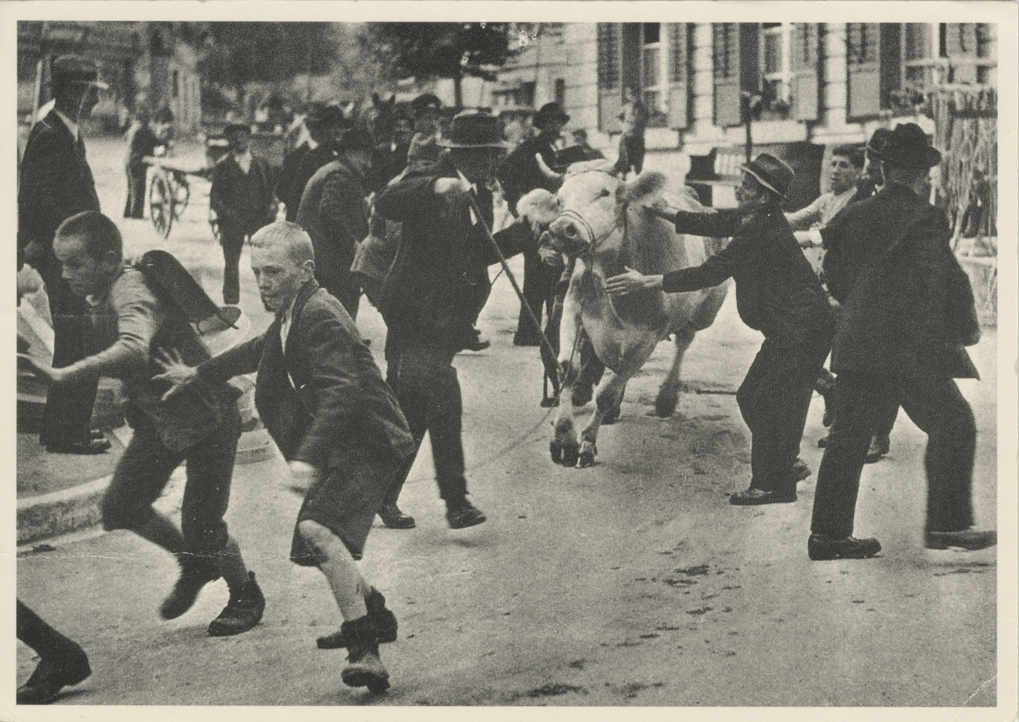 «Achtung –  eine Kuh!»