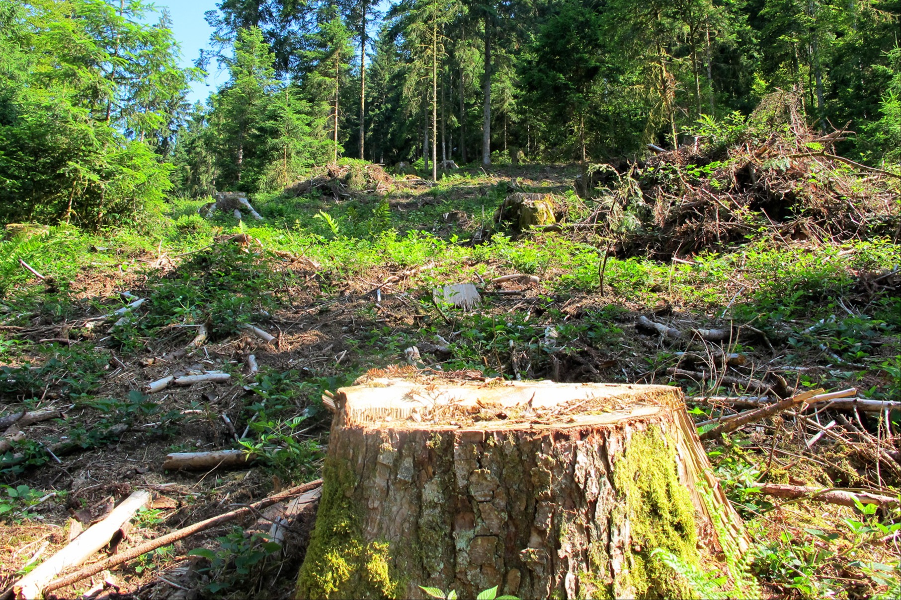 Der Wald soll sich rascher dem Klimawandel anpassen können