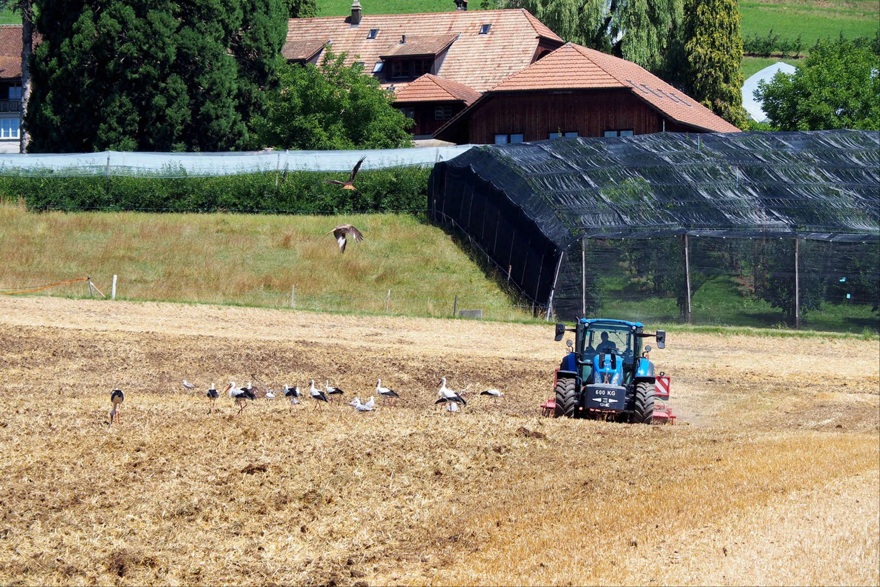 Weissstörche sind auf dem Vormarsch