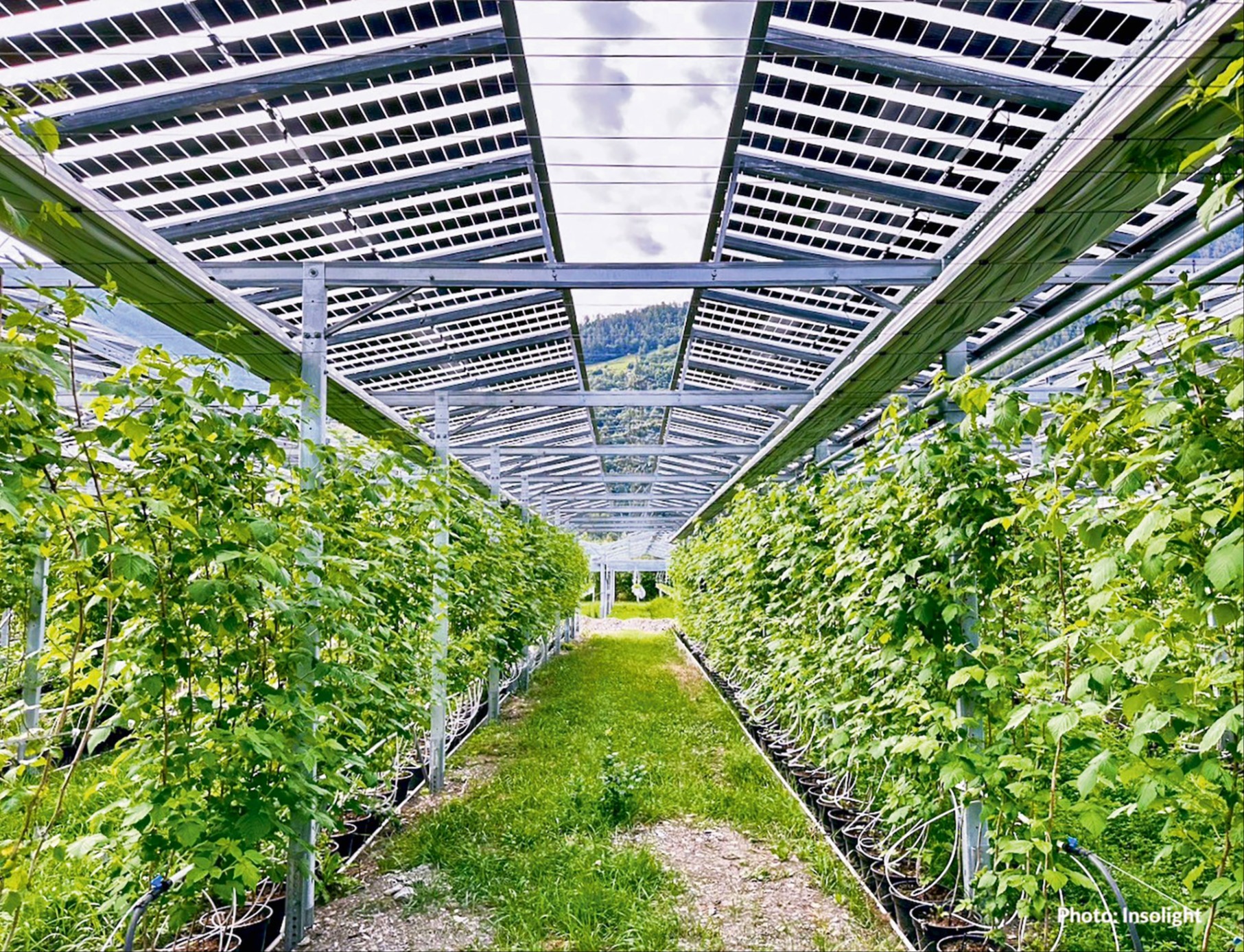 Solarstrom und Himbeeren - das passt