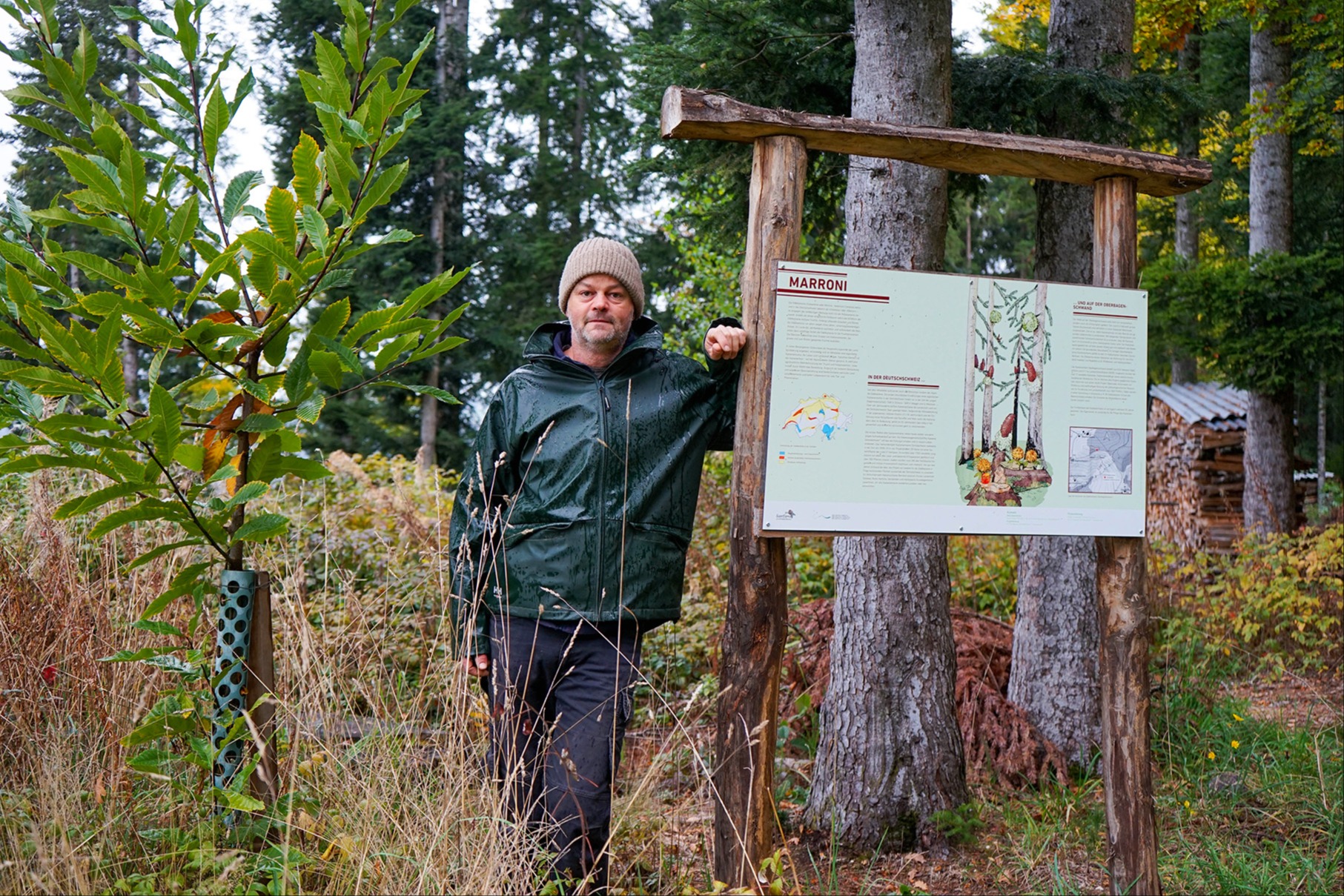 Die Marroni soll wieder heimisch werden