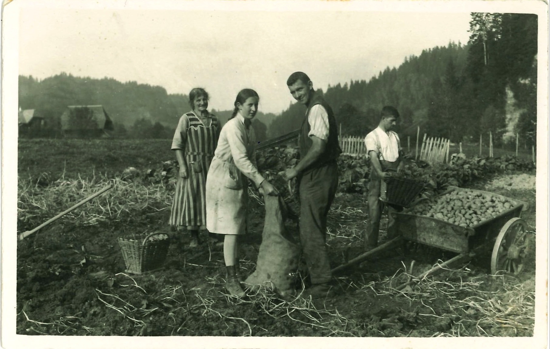 Kartoffelernte in Trub