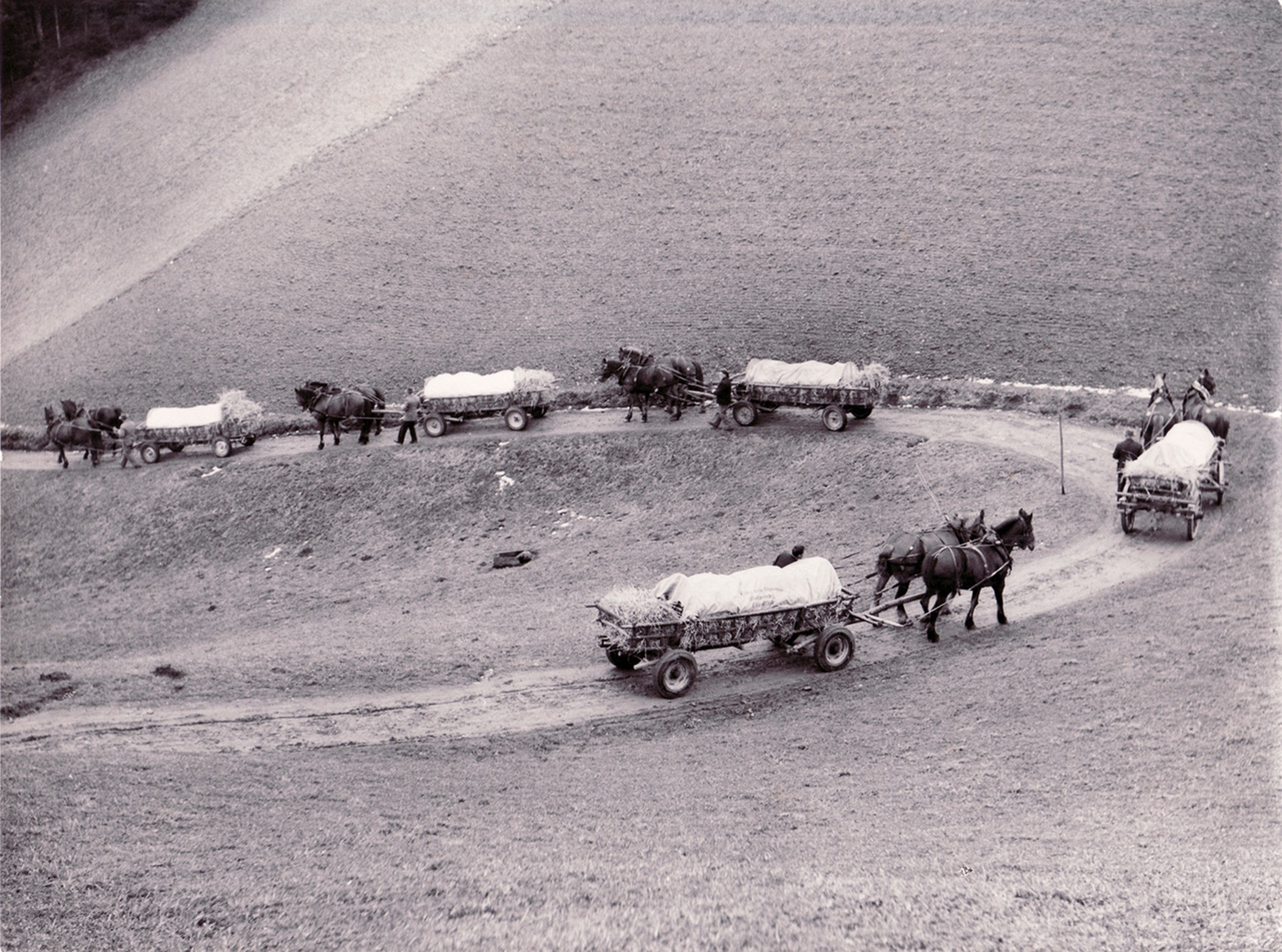 Wenn Käselaibe mit Supergold prämiert werden